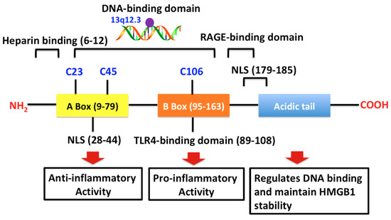 The Effect and Regulatory Mechanism of High Mobility Group Box-1 ...