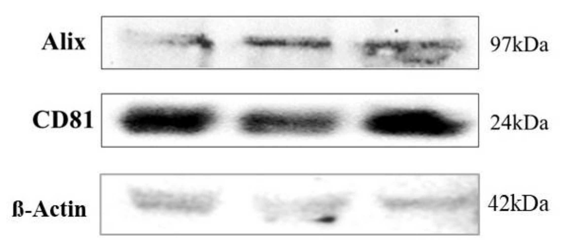 Cells 10 01045 g002