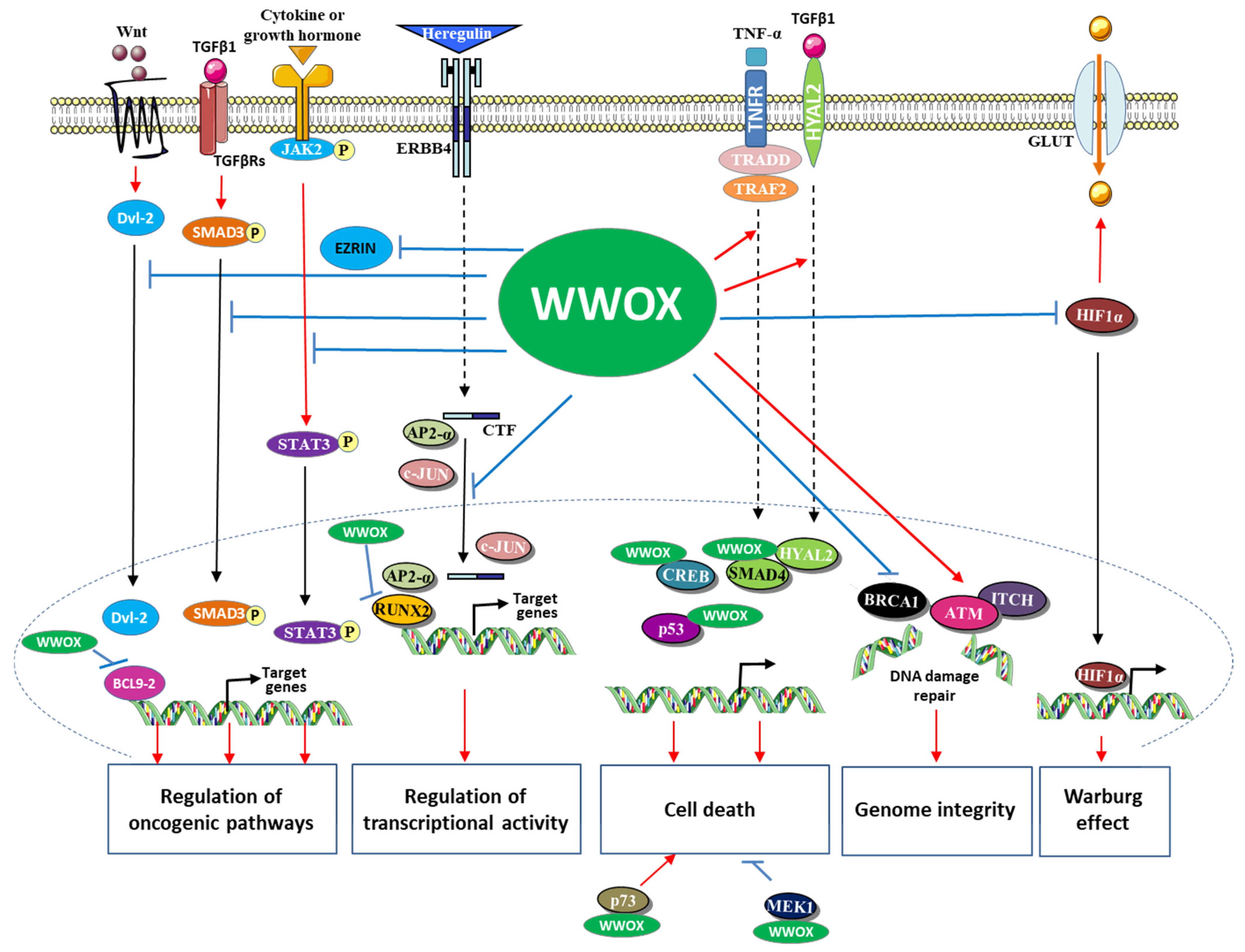 Cells 10 01051 g003 Cells 10 01051 g003