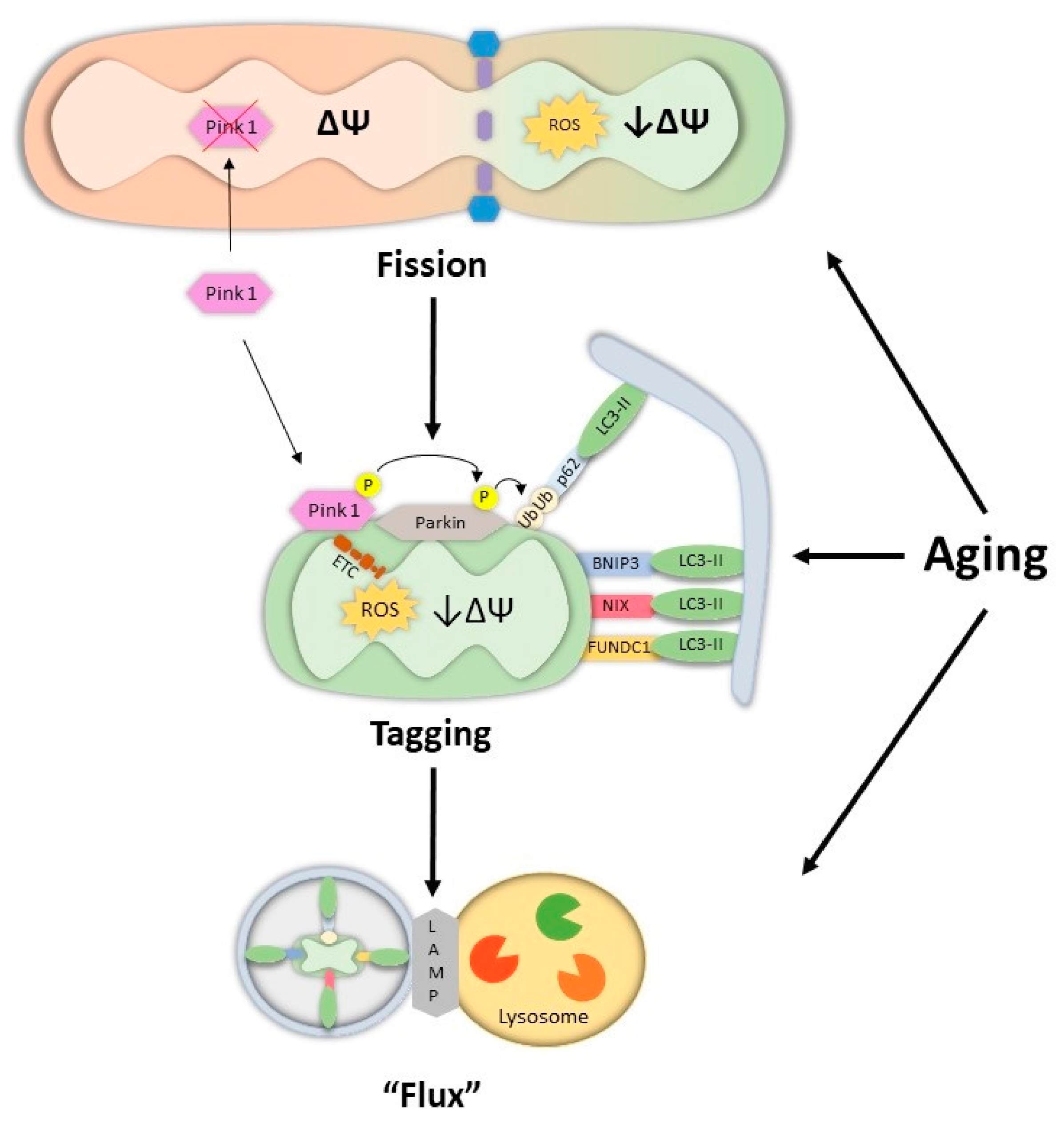 Cells 10 01054 g002 Cells 10 01054 g002