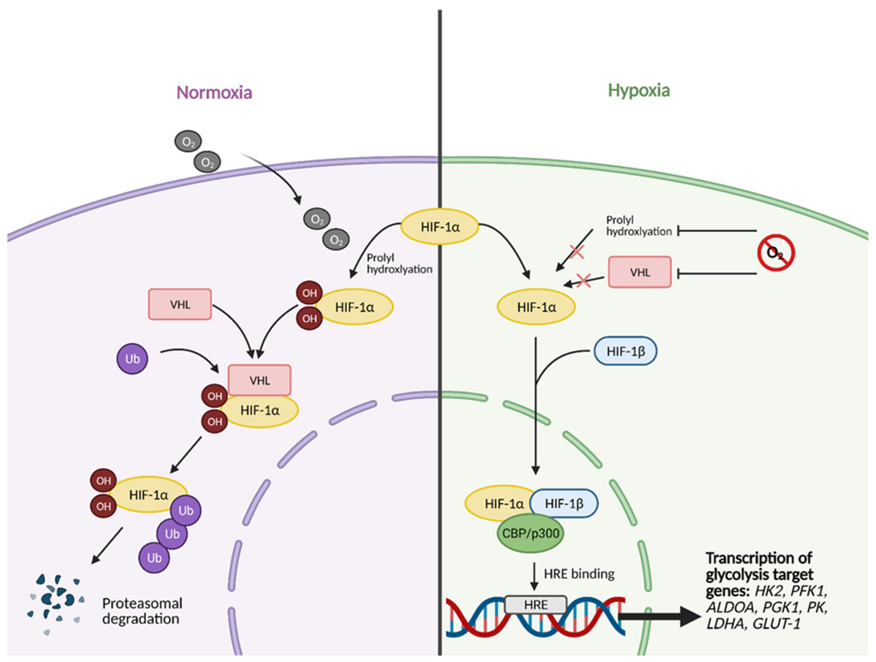 Cells 10 01056 g002 Cells 10 01056 g002