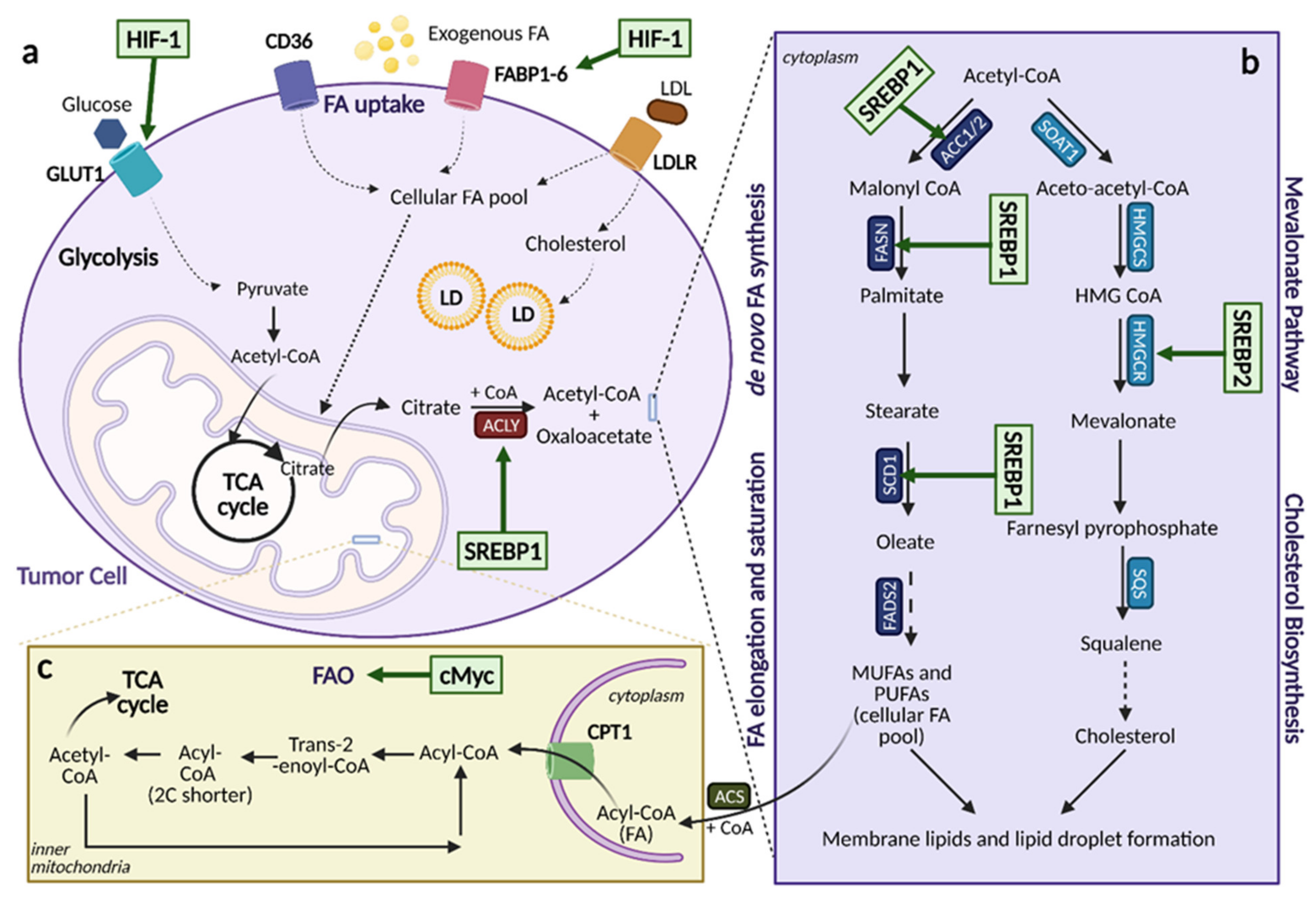 Cells 10 01056 g006 Cells 10 01056 g006