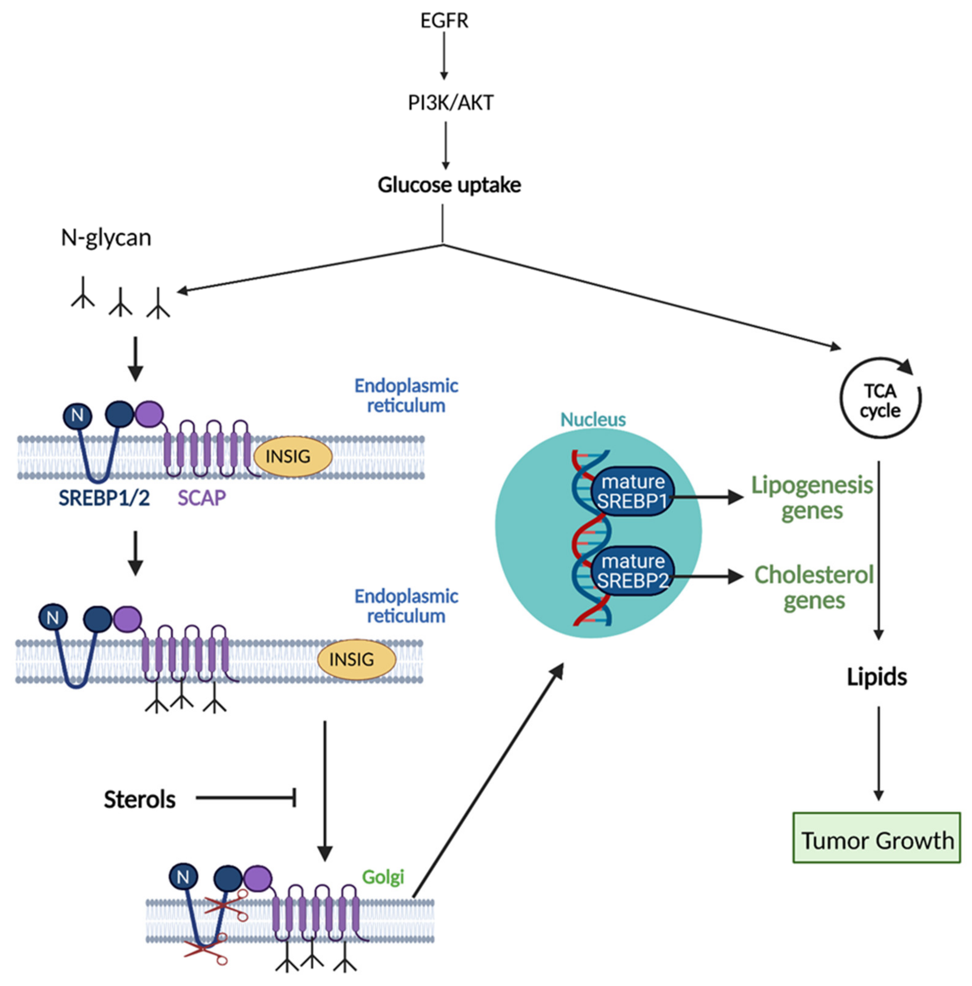 Cells | Free Full-Text | Mechanisms of Metabolic Reprogramming in 