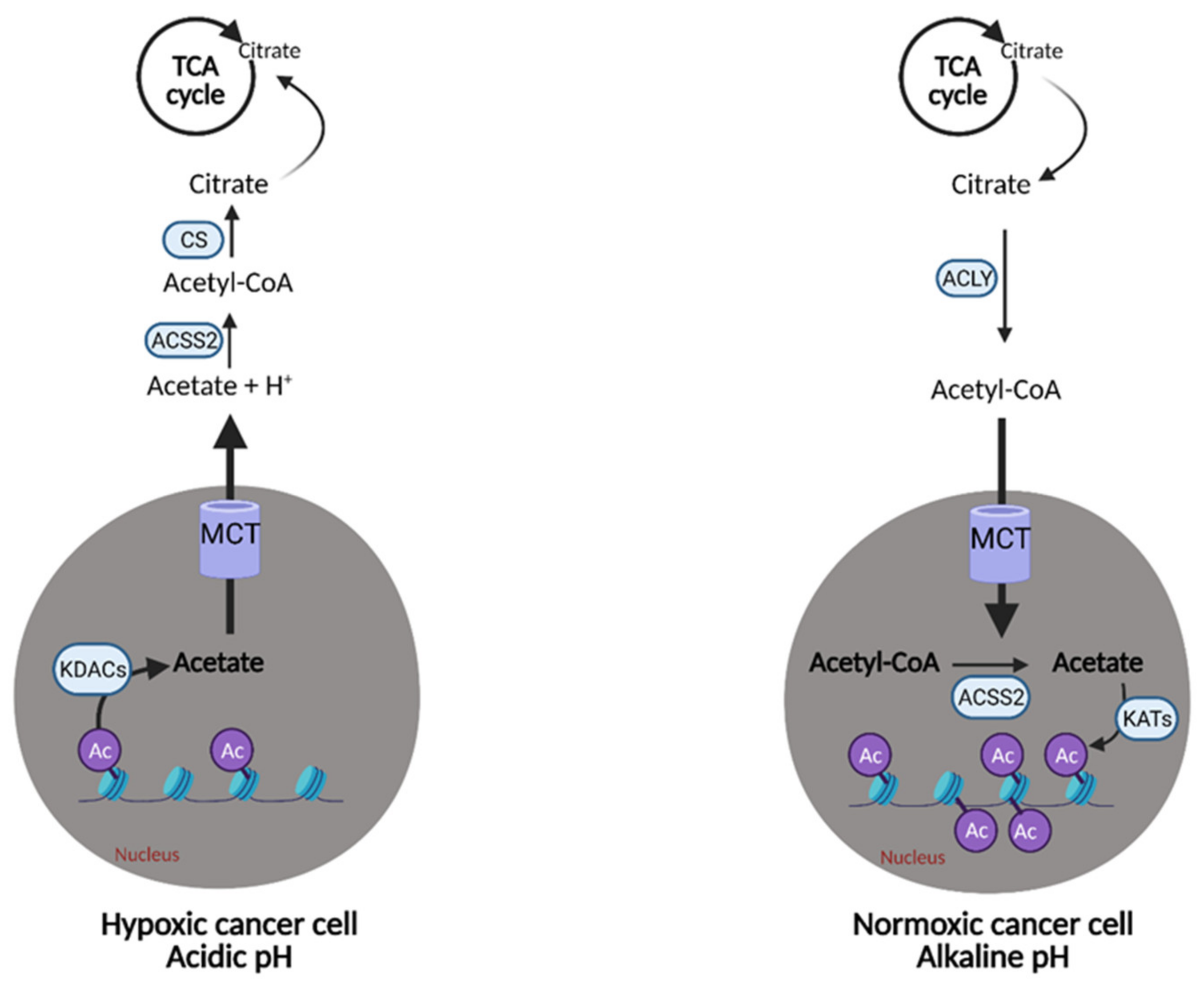 Cells 10 01056 g009 Cells 10 01056 g009