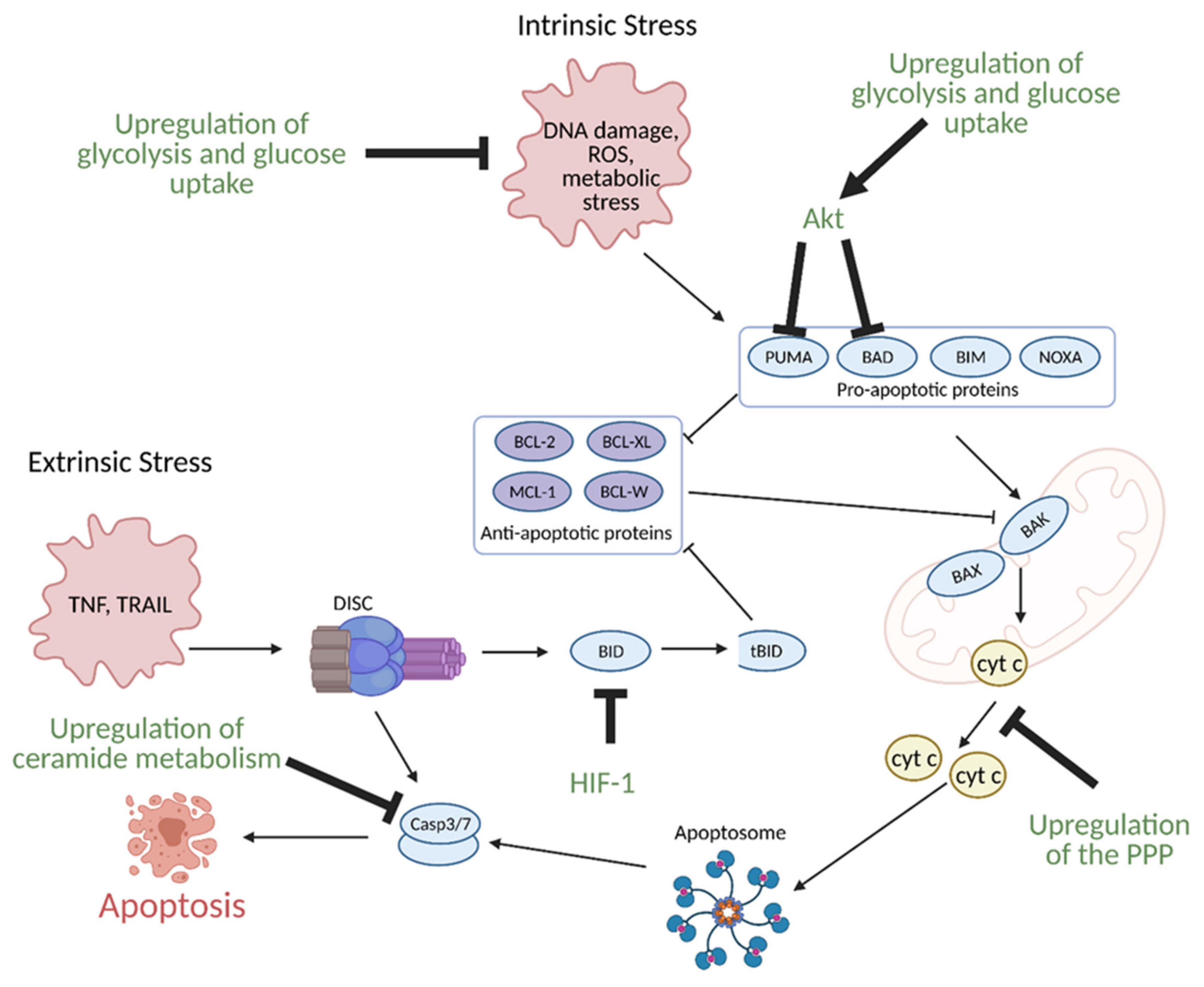 Cells Free Full Text Mechanisms Of Metabolic Reprogramming In Cancer Cells Supporting Enhanced Growth And Proliferation Html