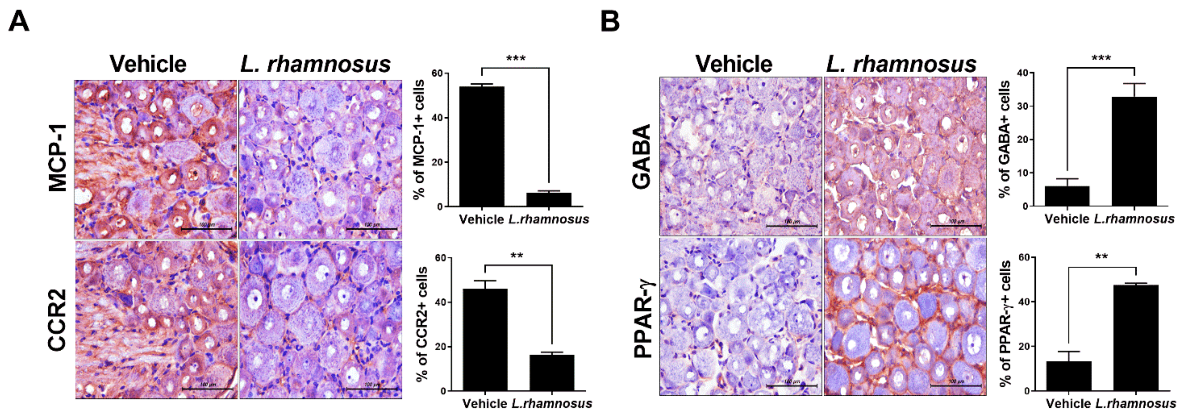 Cells 10 01057 g002 Cells 10 01057 g002