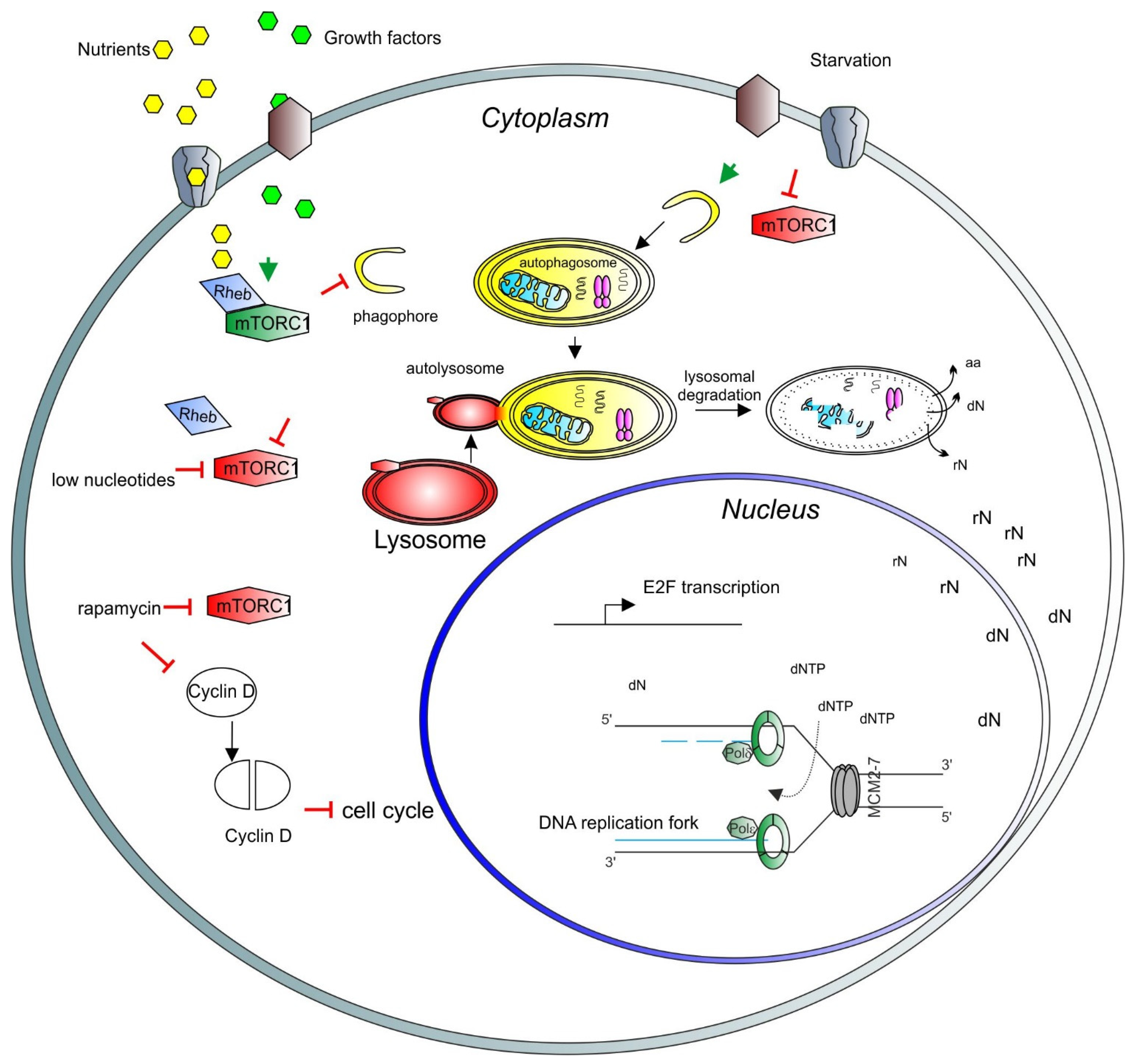 Cells 10 01068 g001