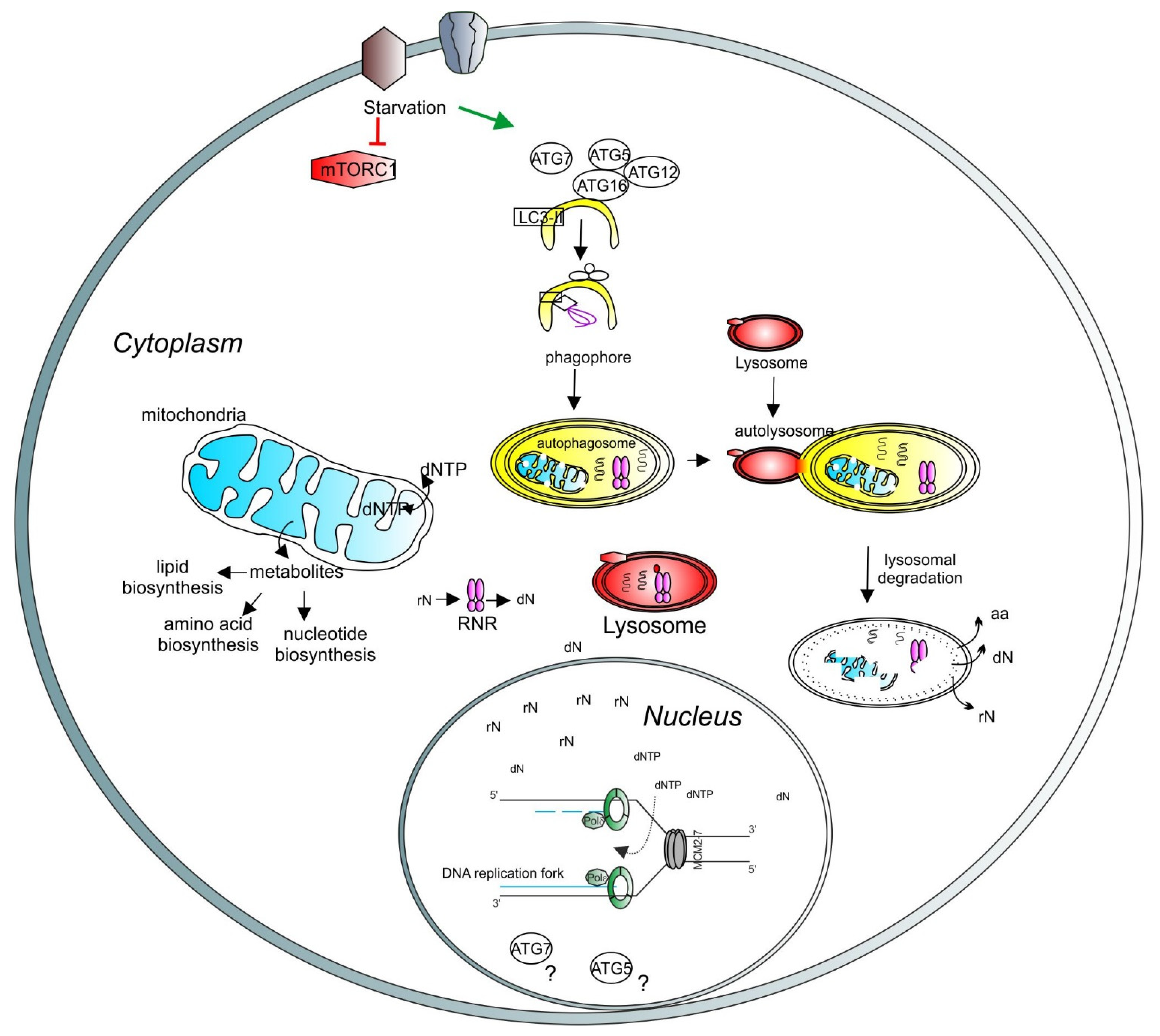 Cells 10 01068 g004