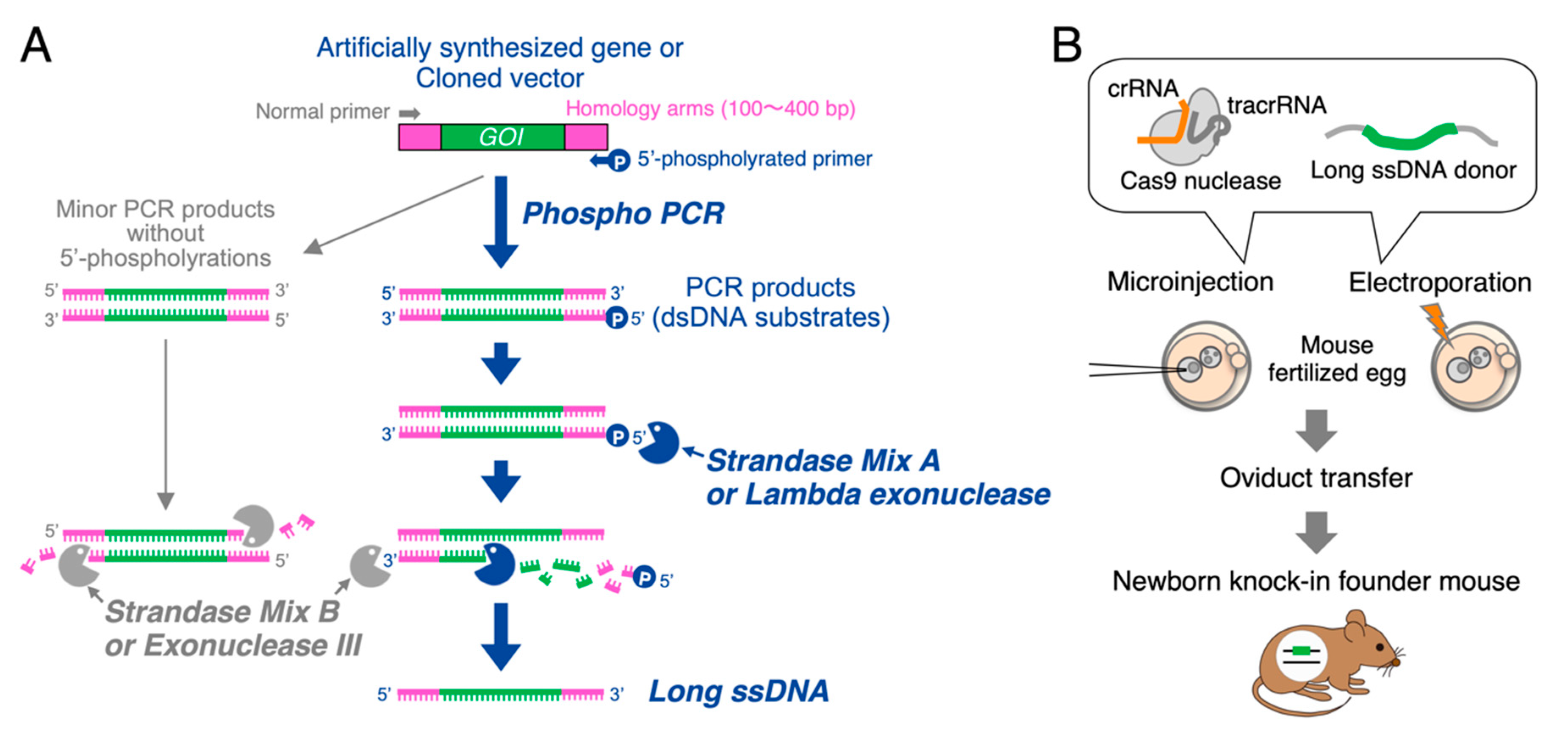 Cells 10 01076 g001 Cells 10 01076 g001