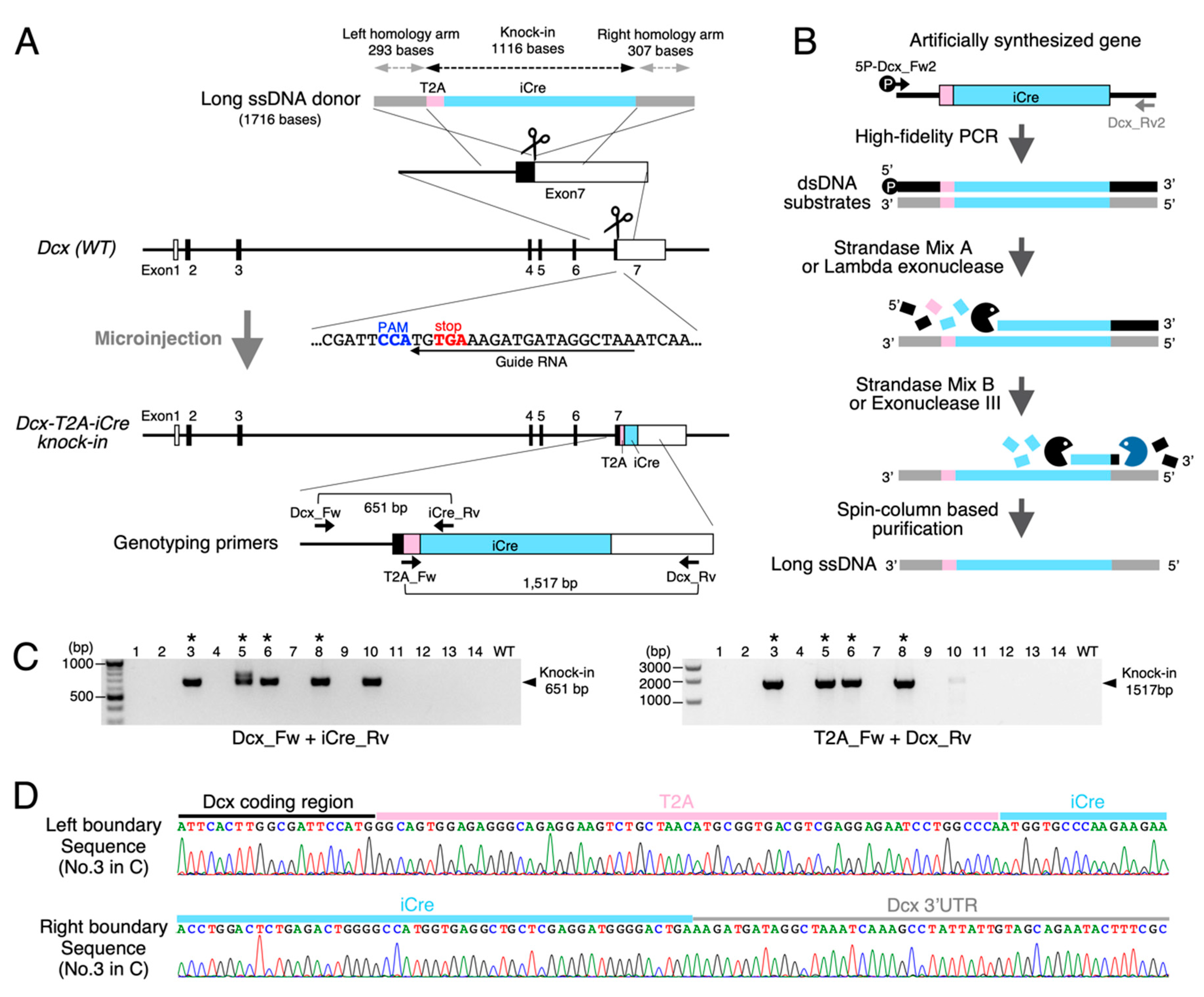 Cells 10 01076 g002 Cells 10 01076 g002