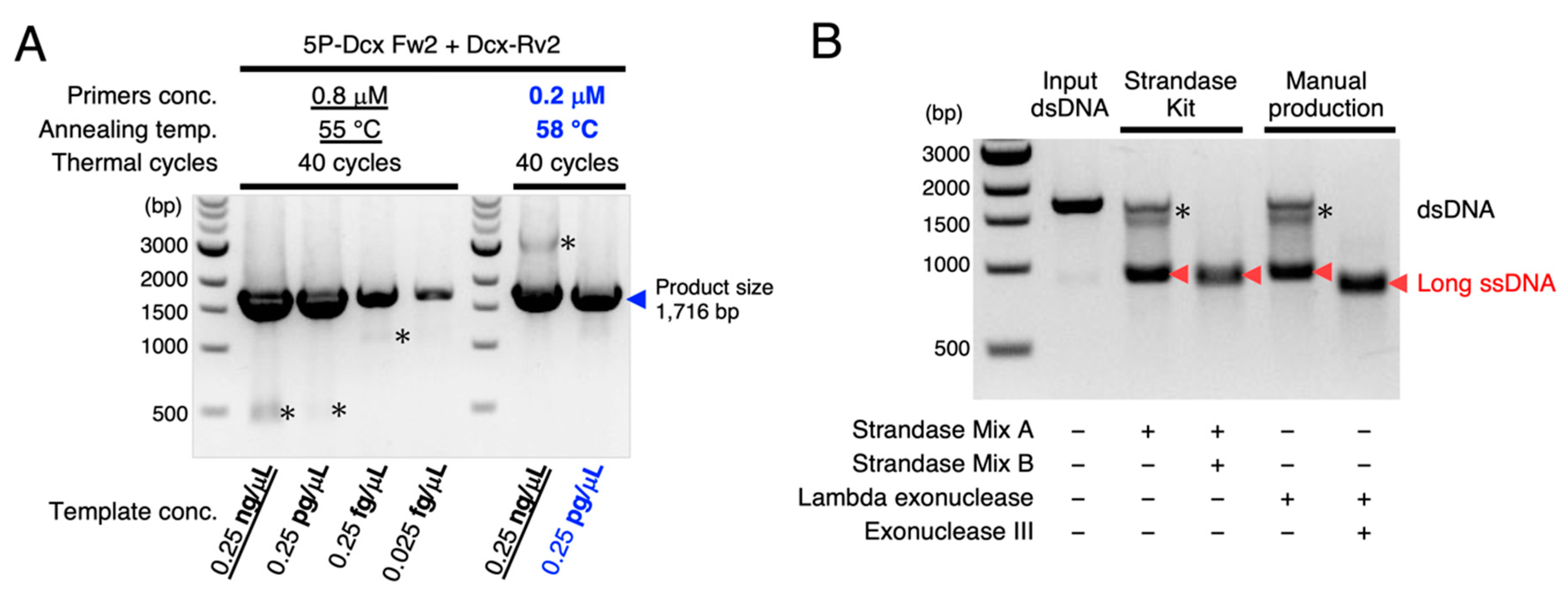 Cells 10 01076 g003 Cells 10 01076 g003