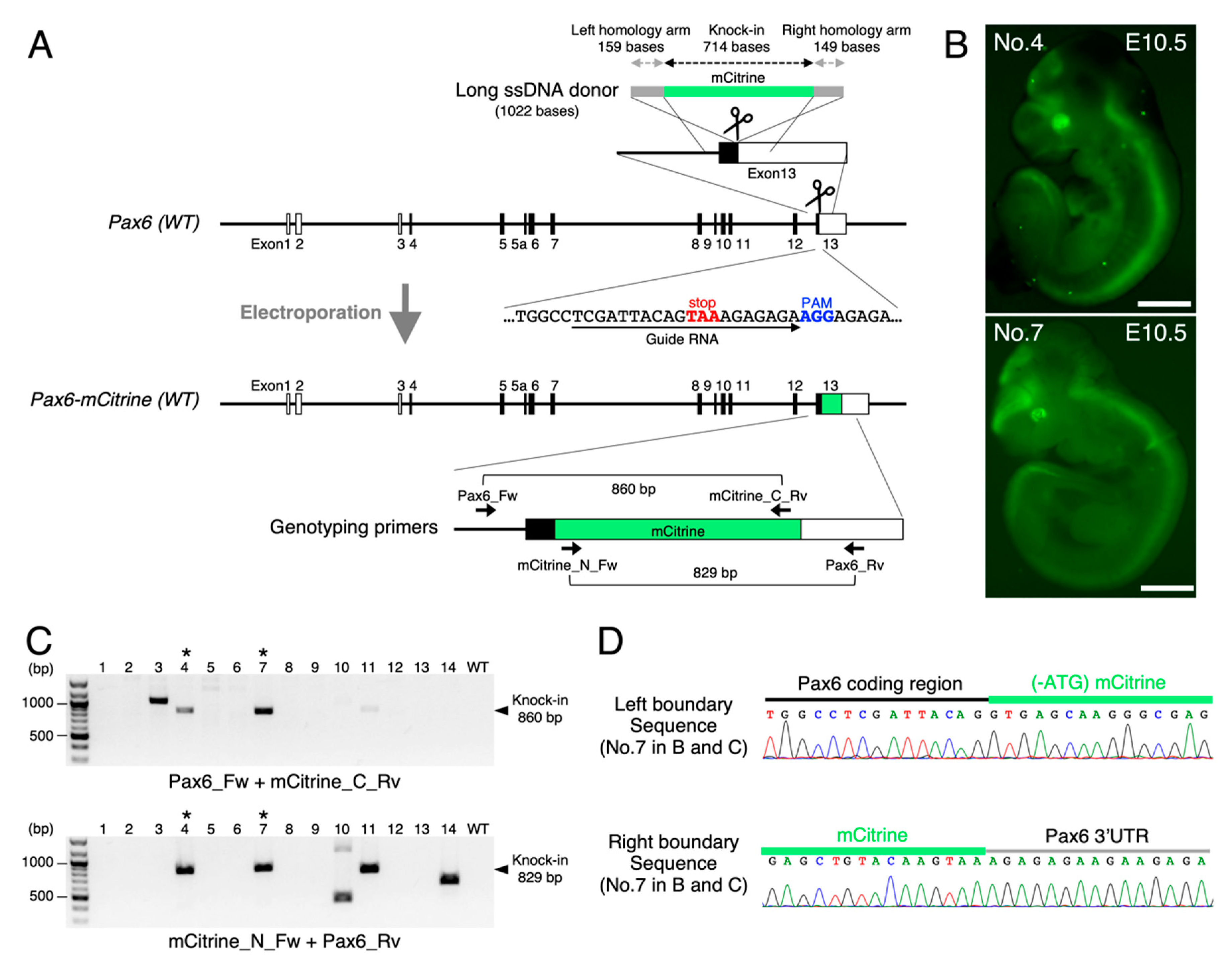 Cells 10 01076 g004 Cells 10 01076 g004