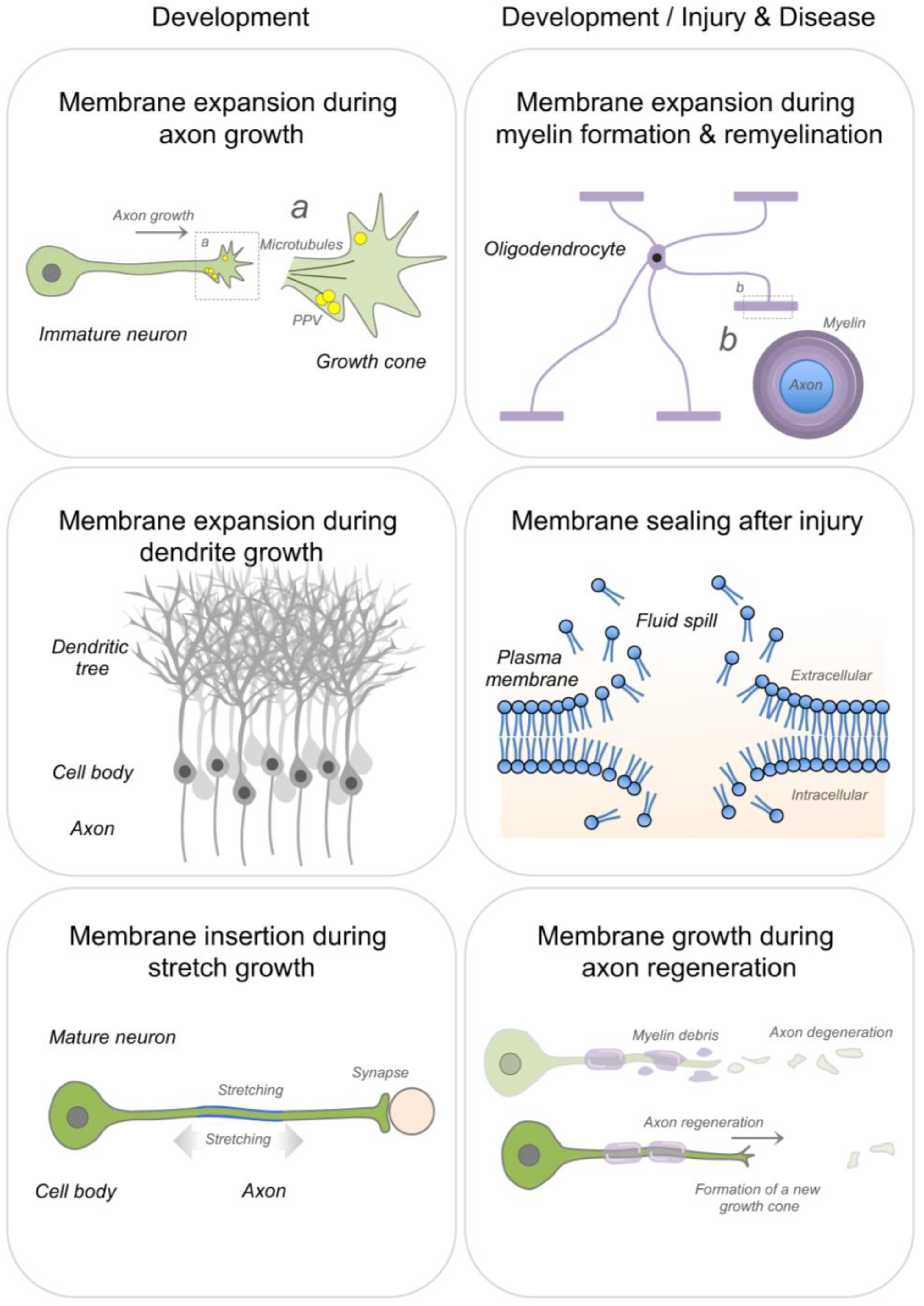 Cells 10 01078 g002