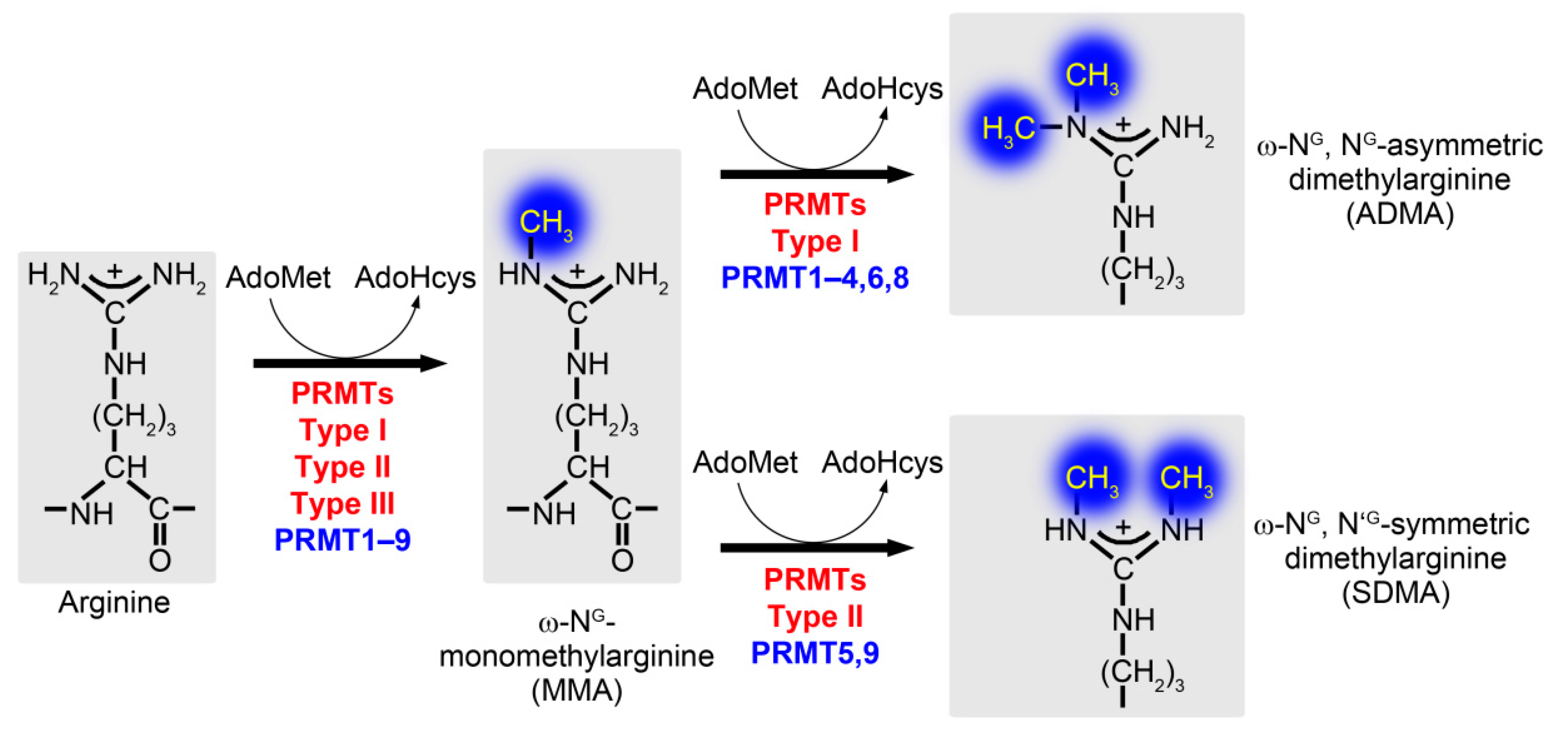 Cells | Free Full-Text | The Role of Protein Arginine Methylation as  Post-Translational Modification on Actin Cytoskeletal Components in  Neuronal Structure and Function