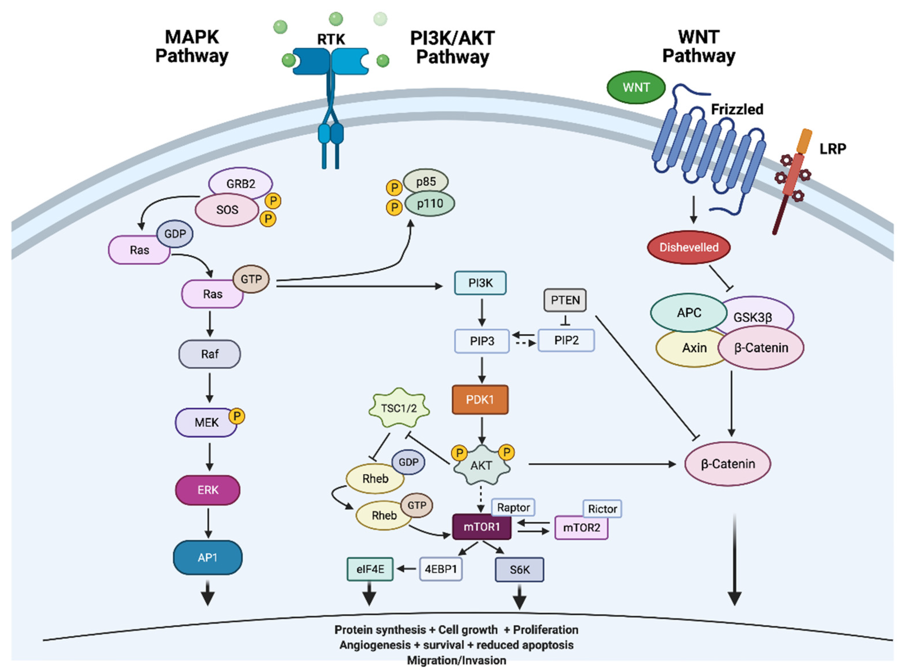 Cells 10 01082 g002 Cells 10 01082 g002