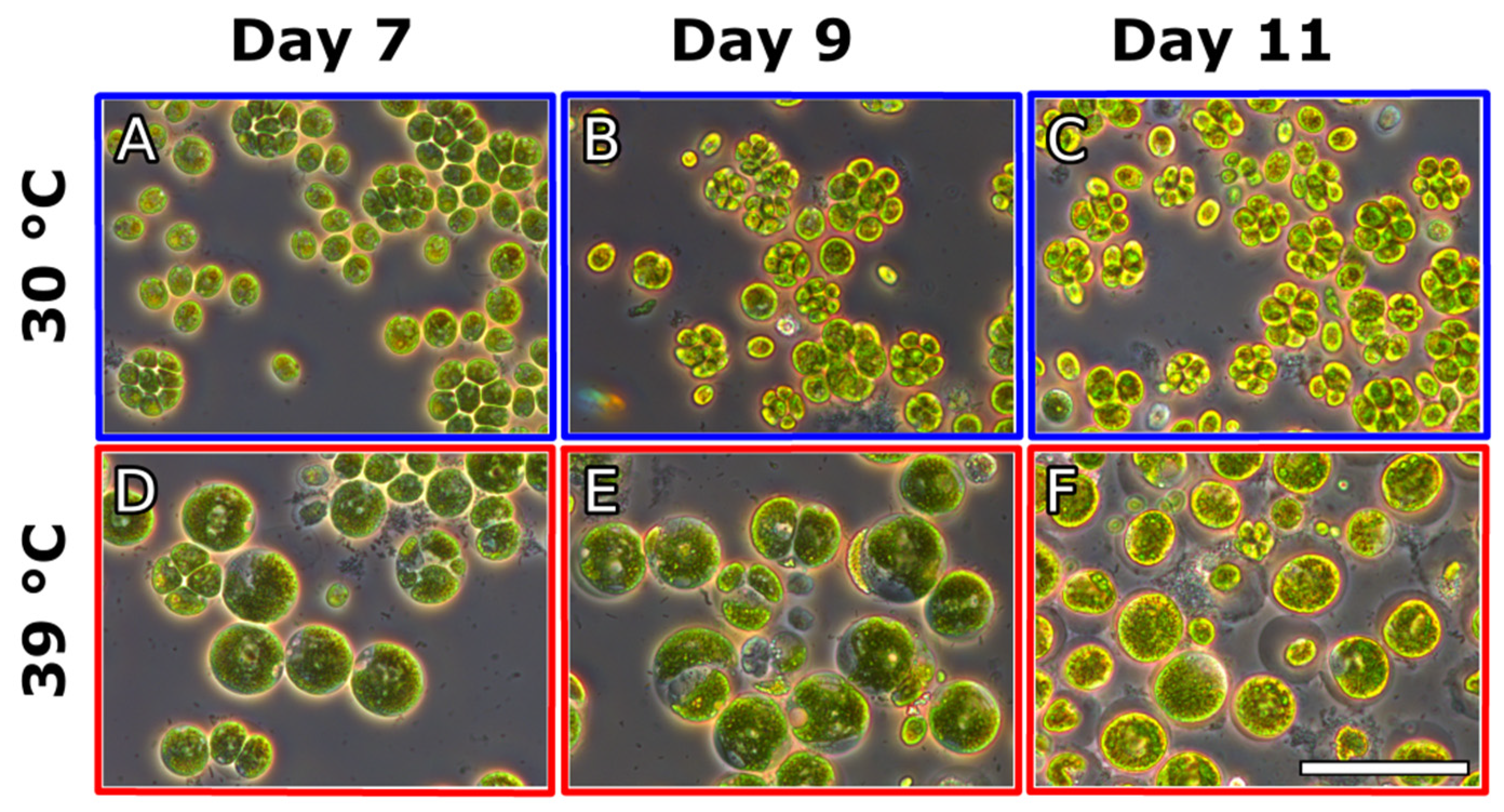 Cells 10 01084 g003 Cells 10 01084 g003