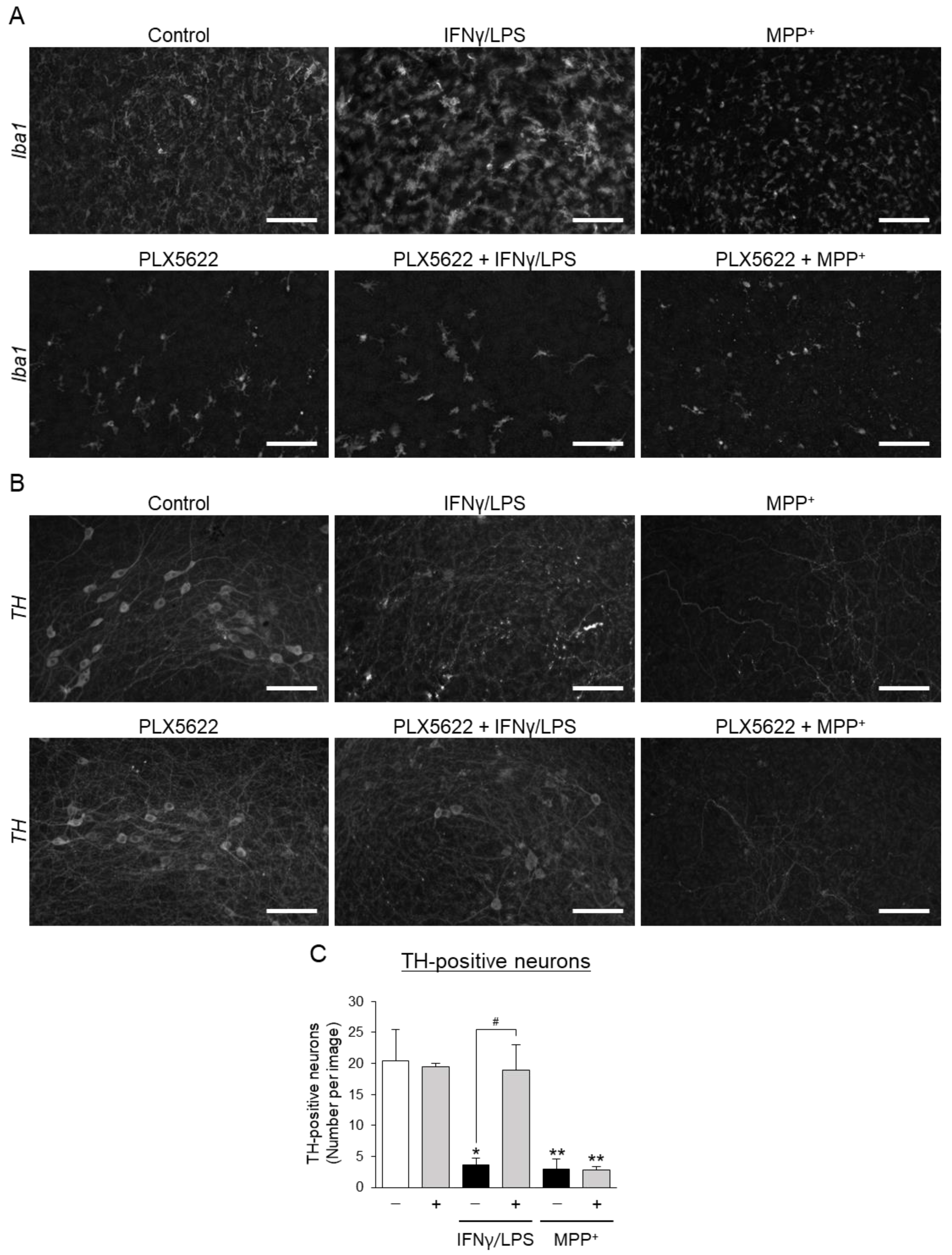 Cells 10 01090 g004