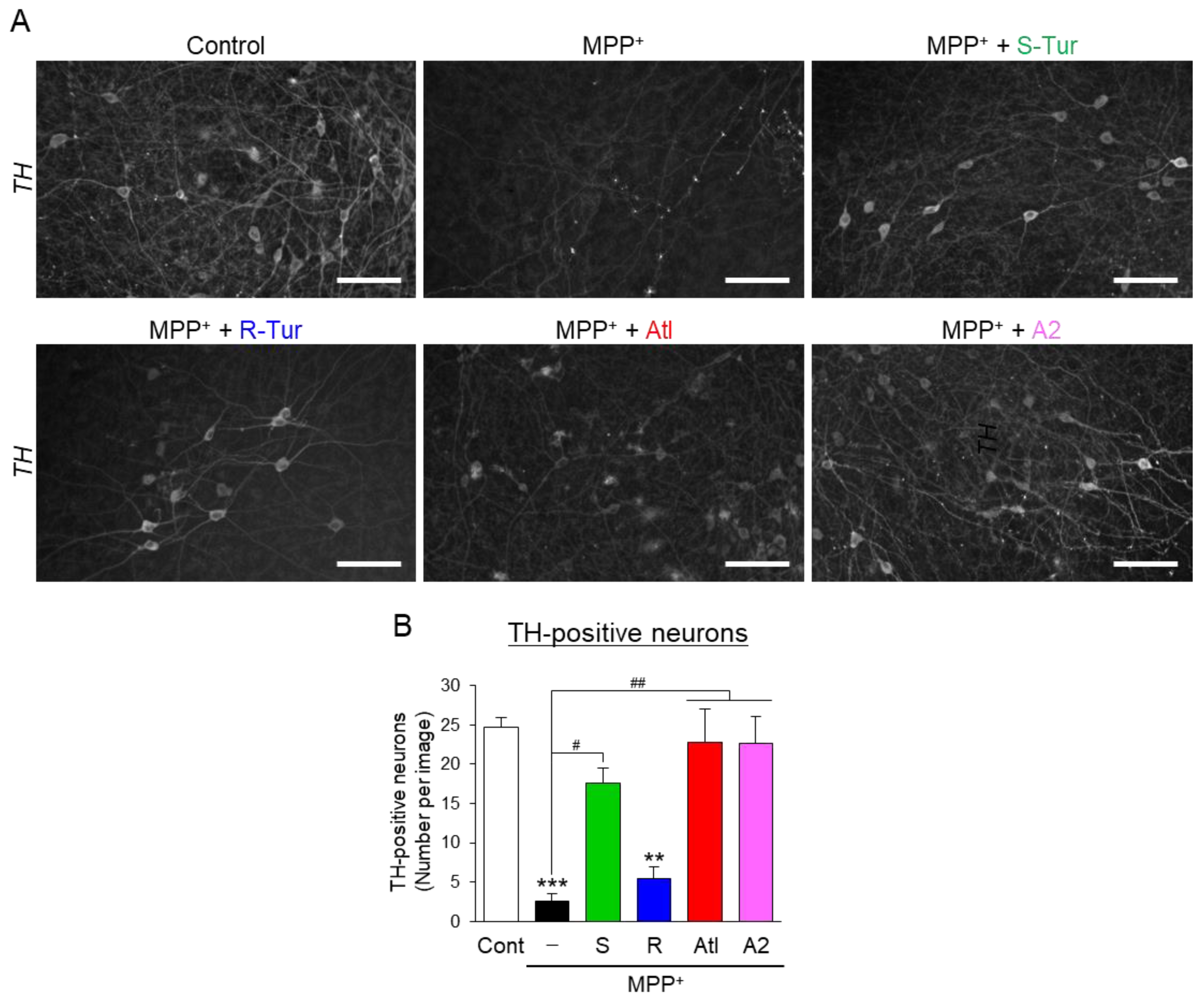 Cells 10 01090 g005