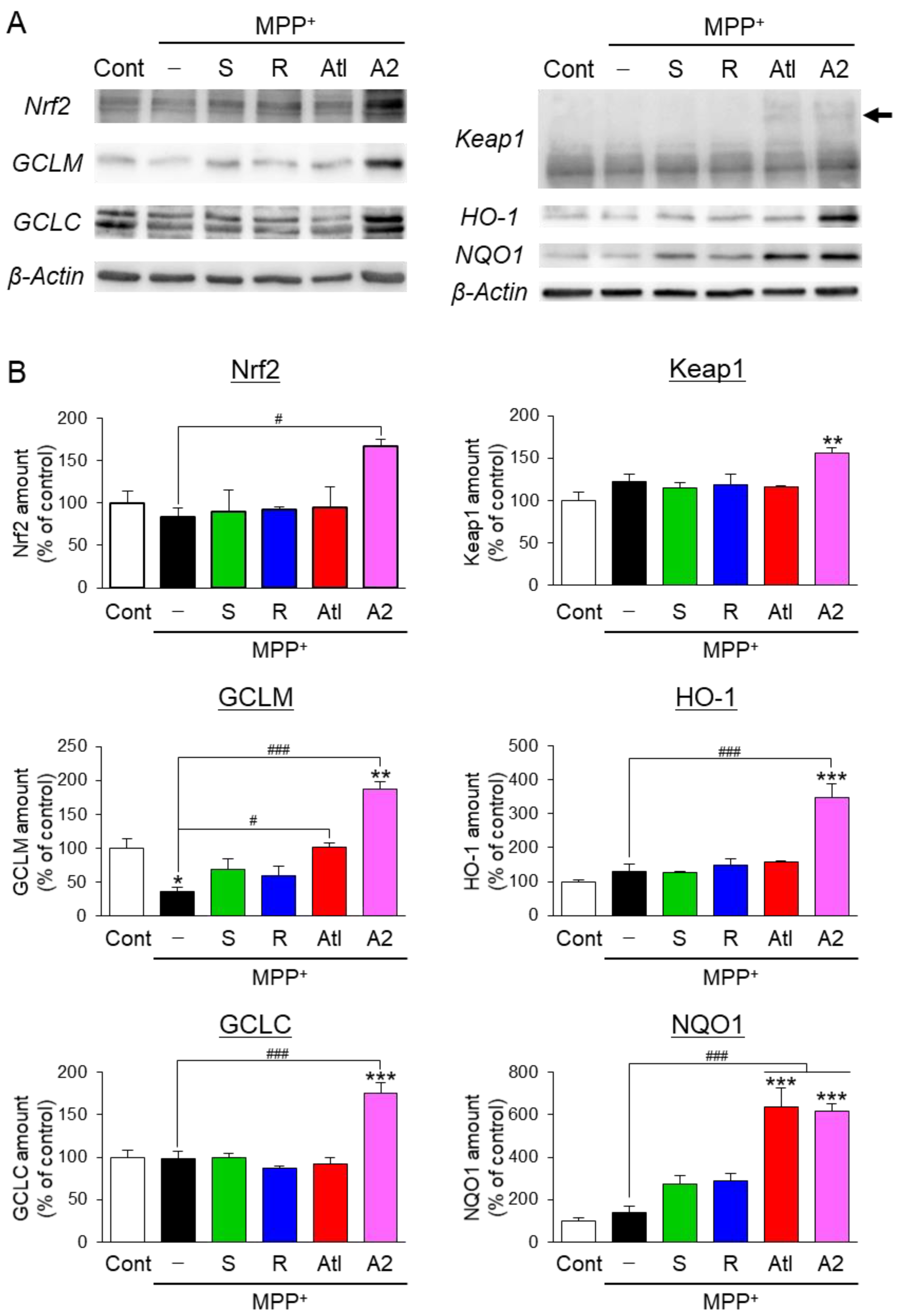 Cells 10 01090 g006