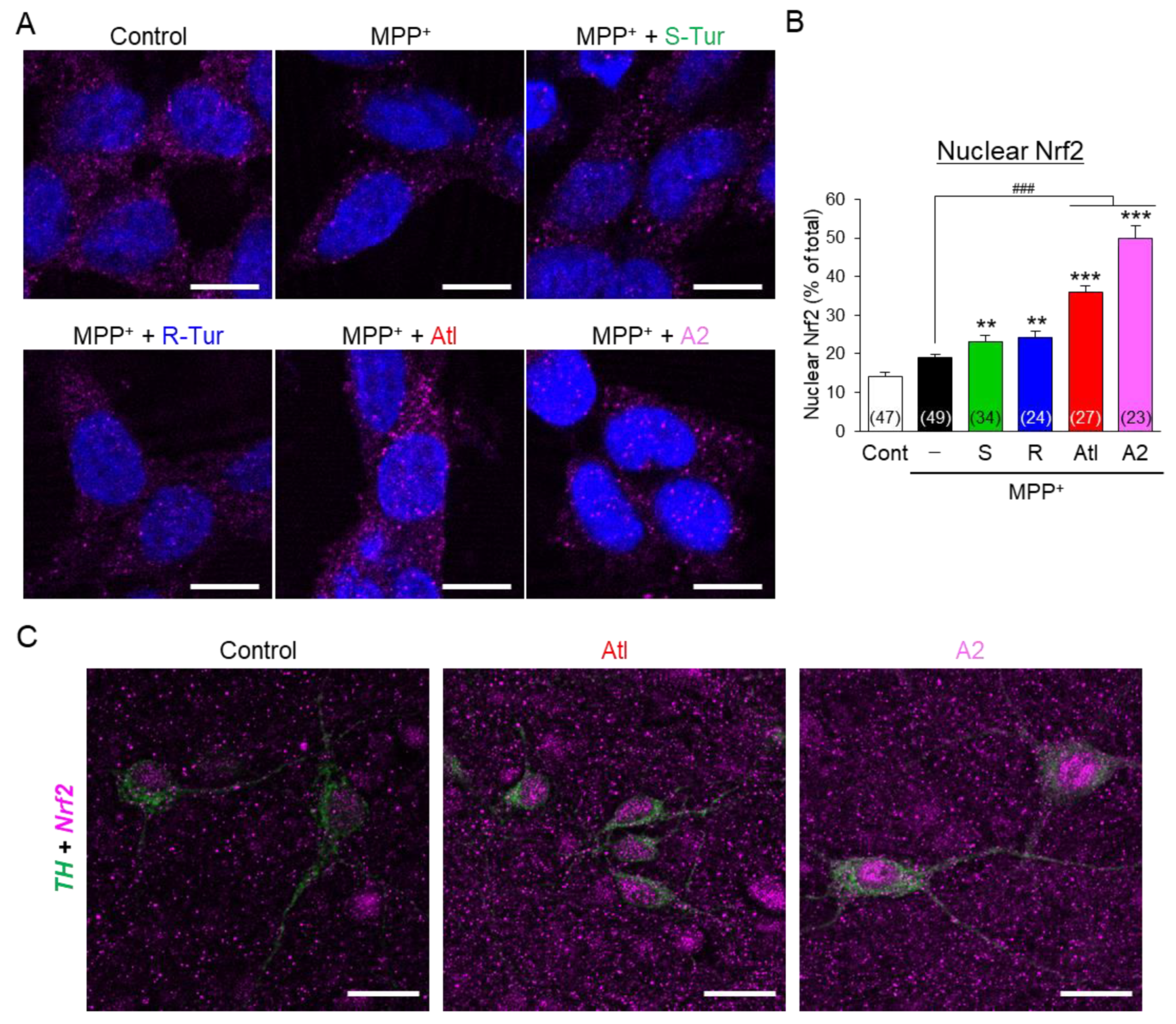 Cells 10 01090 g007