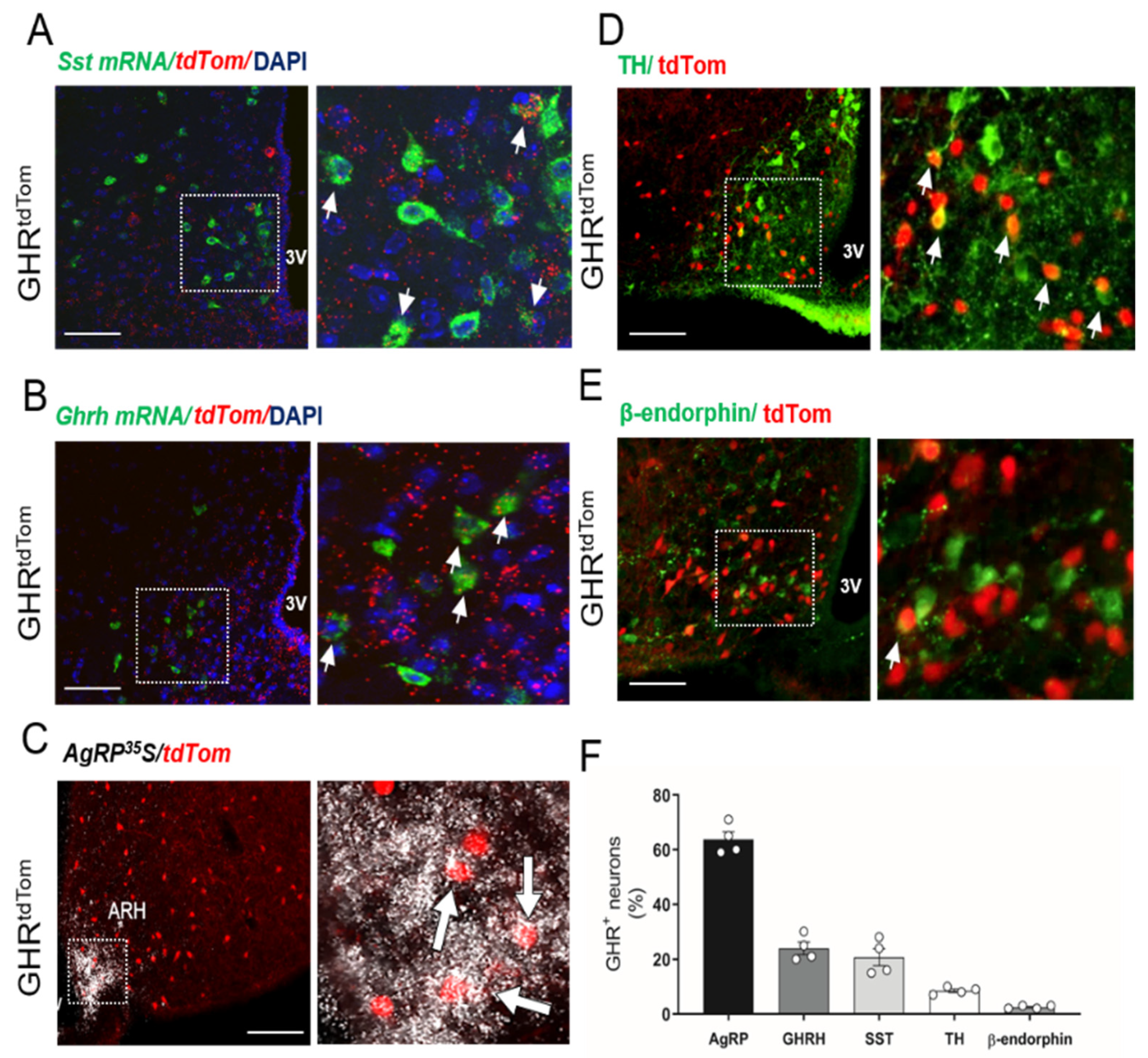 Cells 10 01093 g002 Cells 10 01093 g002