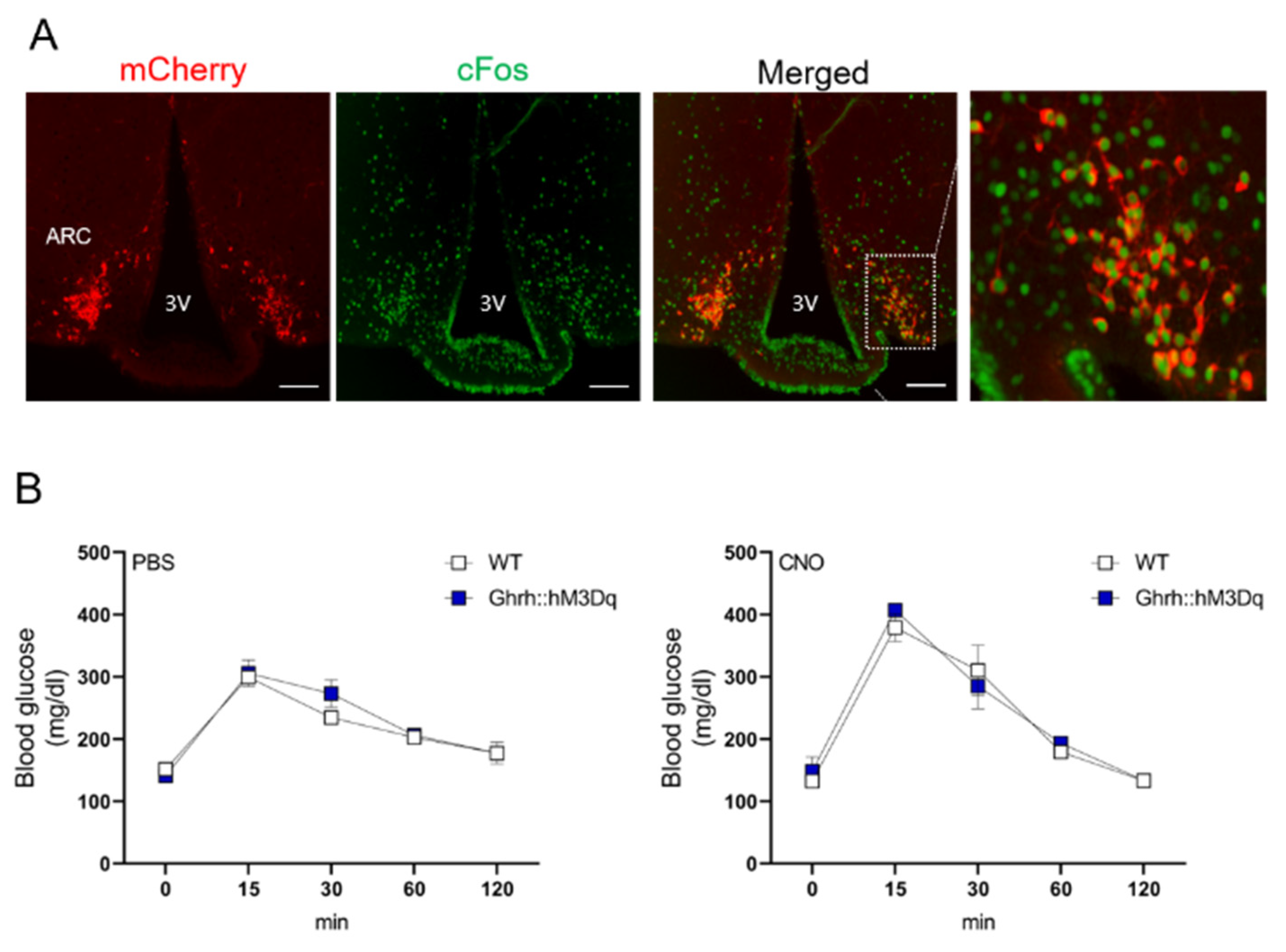 Cells 10 01093 g005 Cells 10 01093 g005