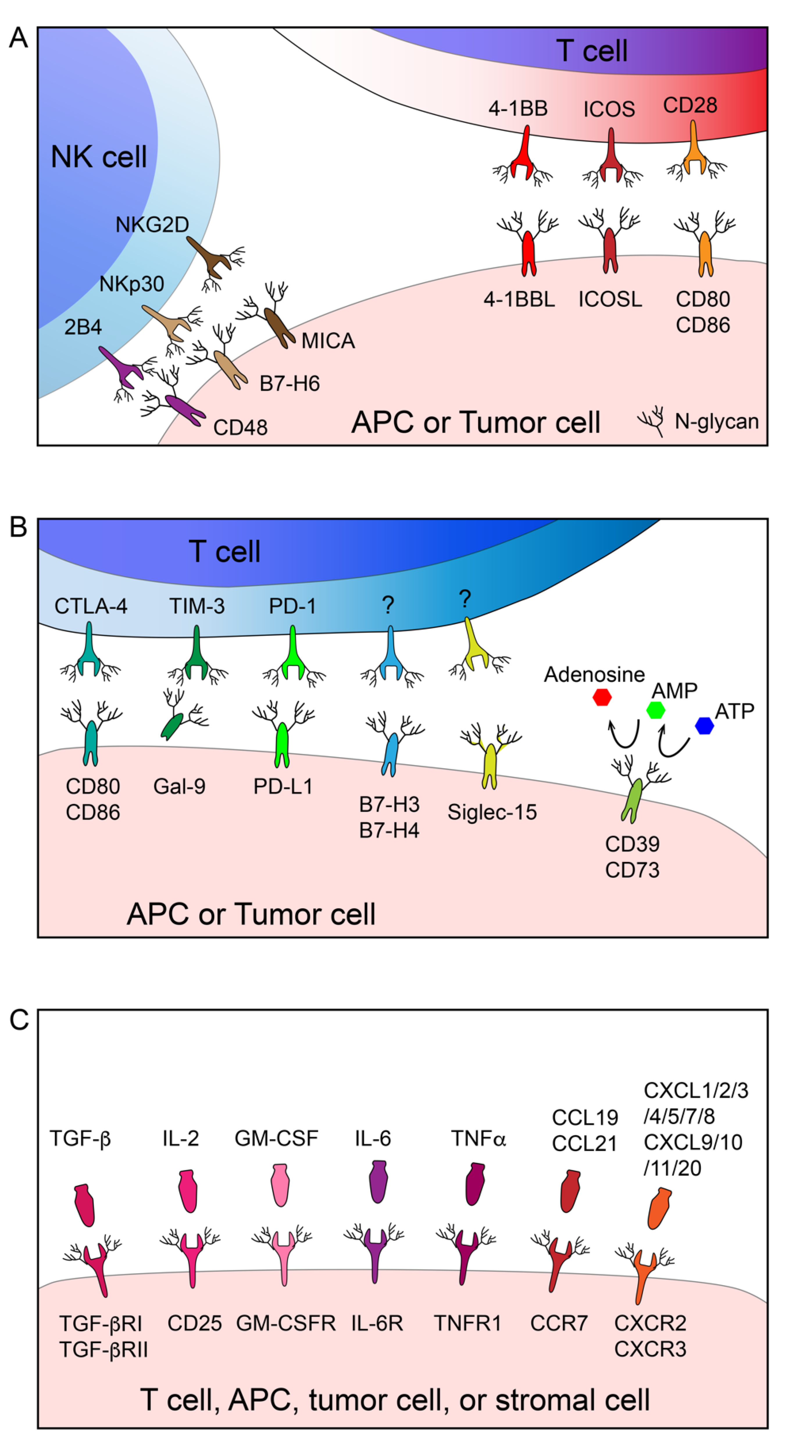 Glycosylation of Immune Receptors in Cancer