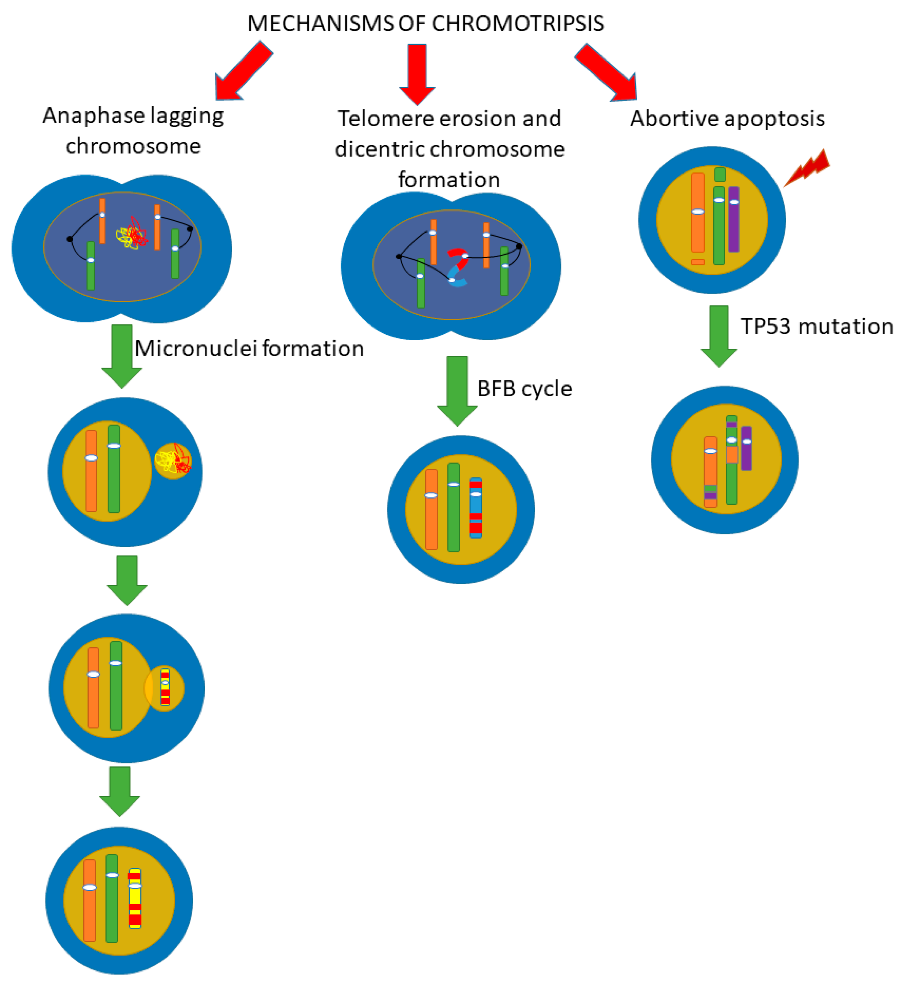 Cells 10 01102 g004
