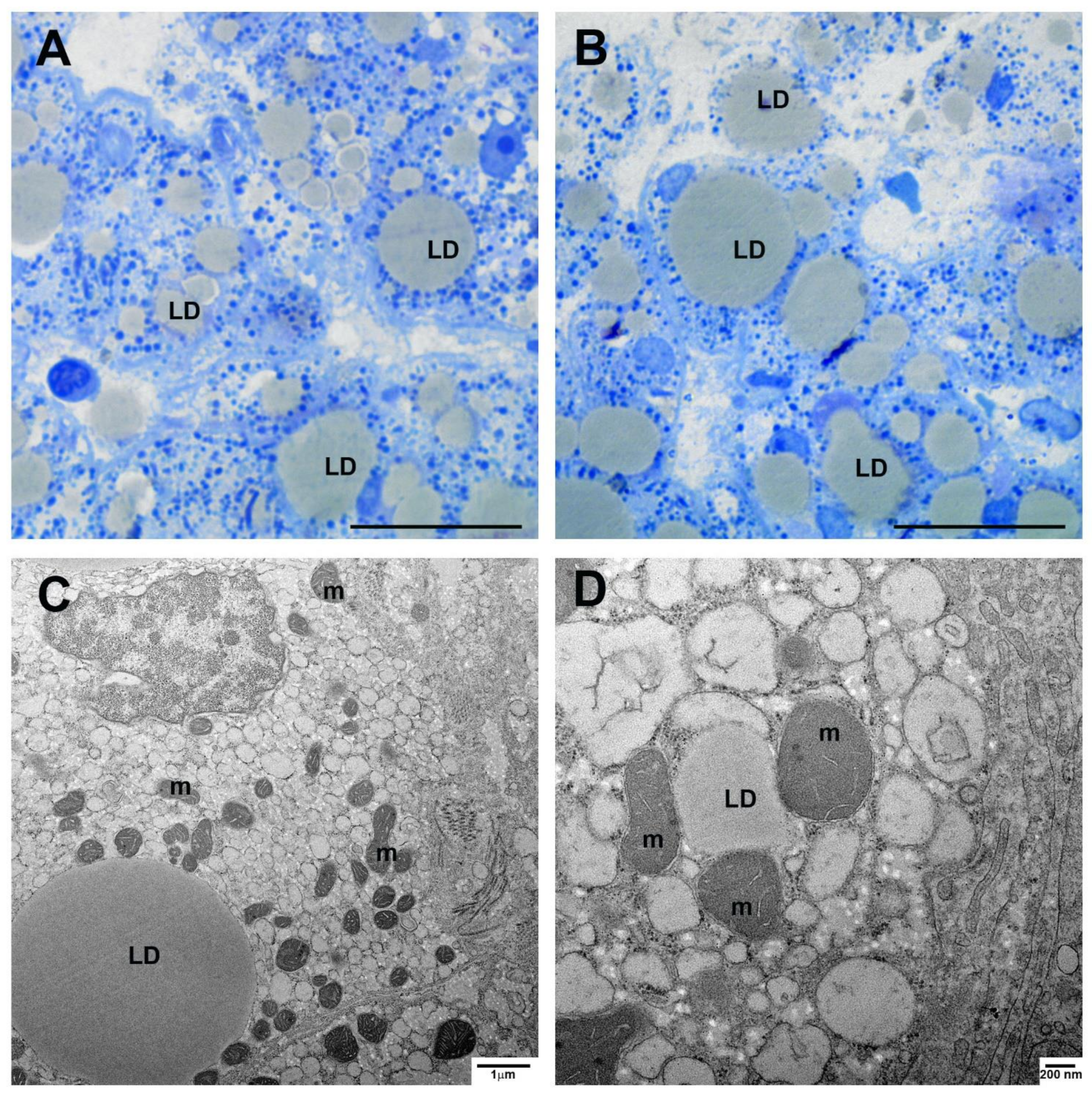 Cells 10 01103 g005 Cells 10 01103 g005