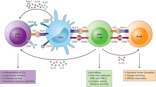 CD4+ T Cells in Chronic Hepatitis B and T Cell-Directed