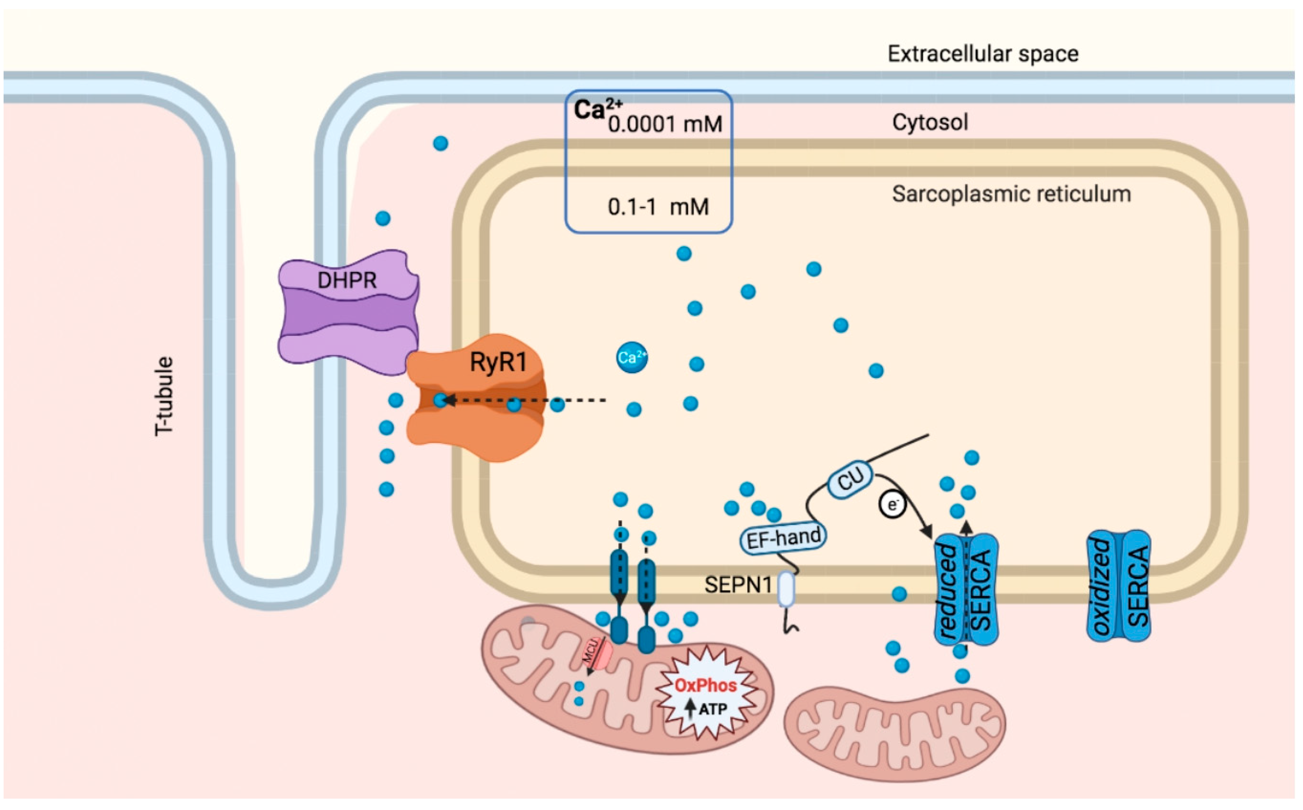 Cells 10 01116 g002 Cells 10 01116 g002