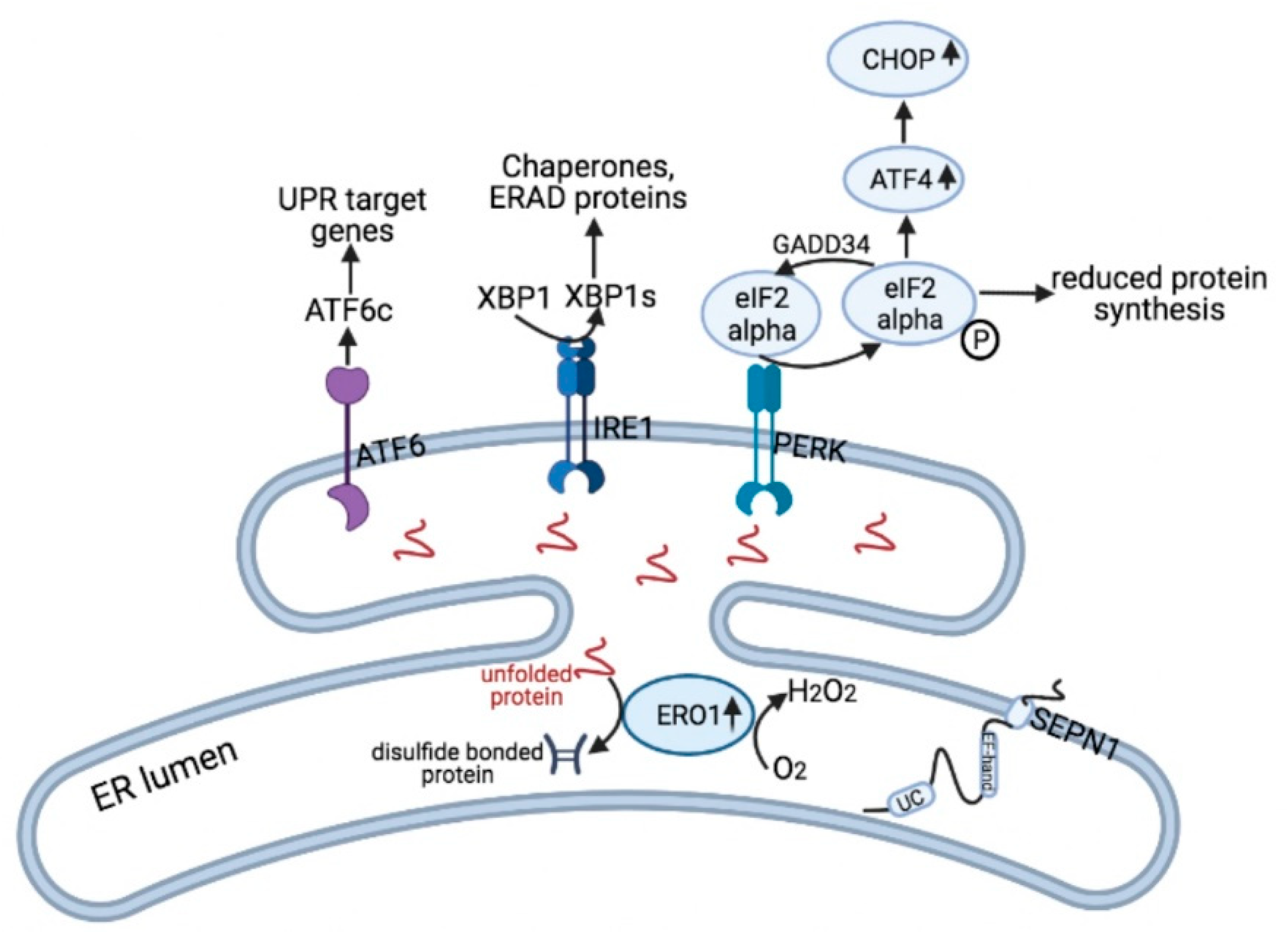 Cells 10 01116 g003 Cells 10 01116 g003