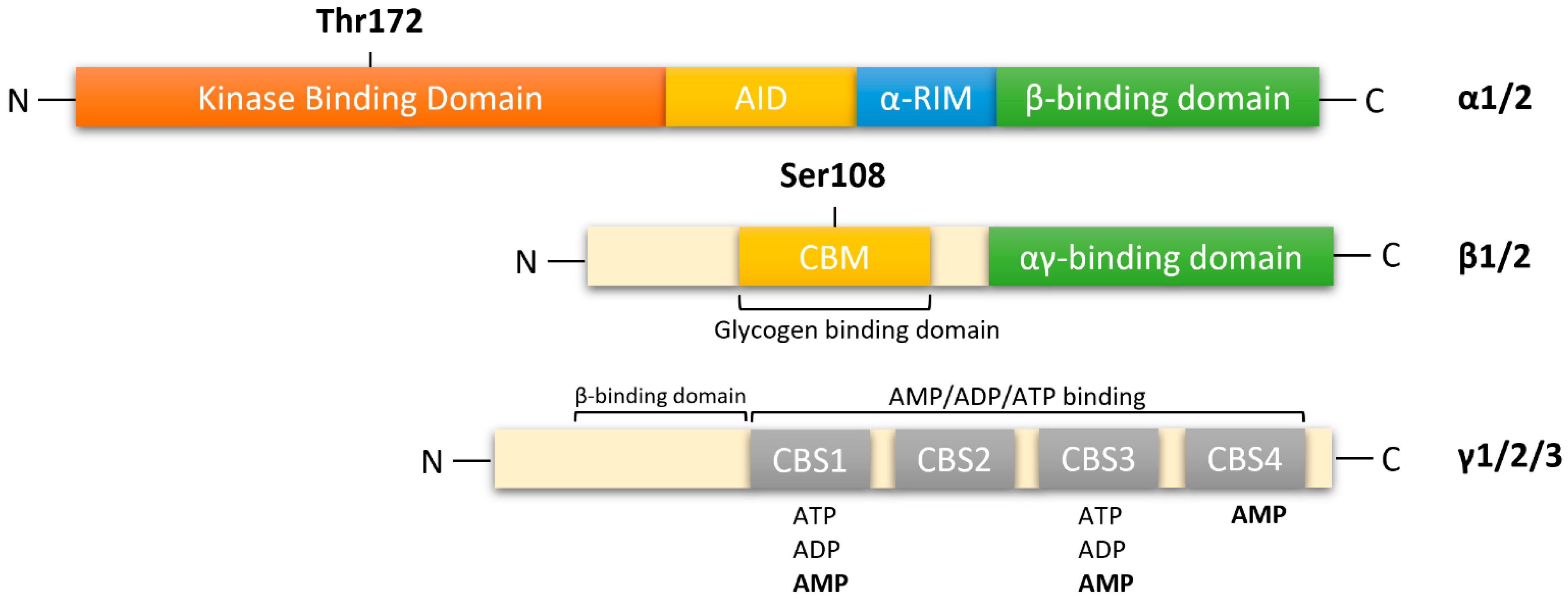 Multifaceted Role of AMPK in Viral Infections