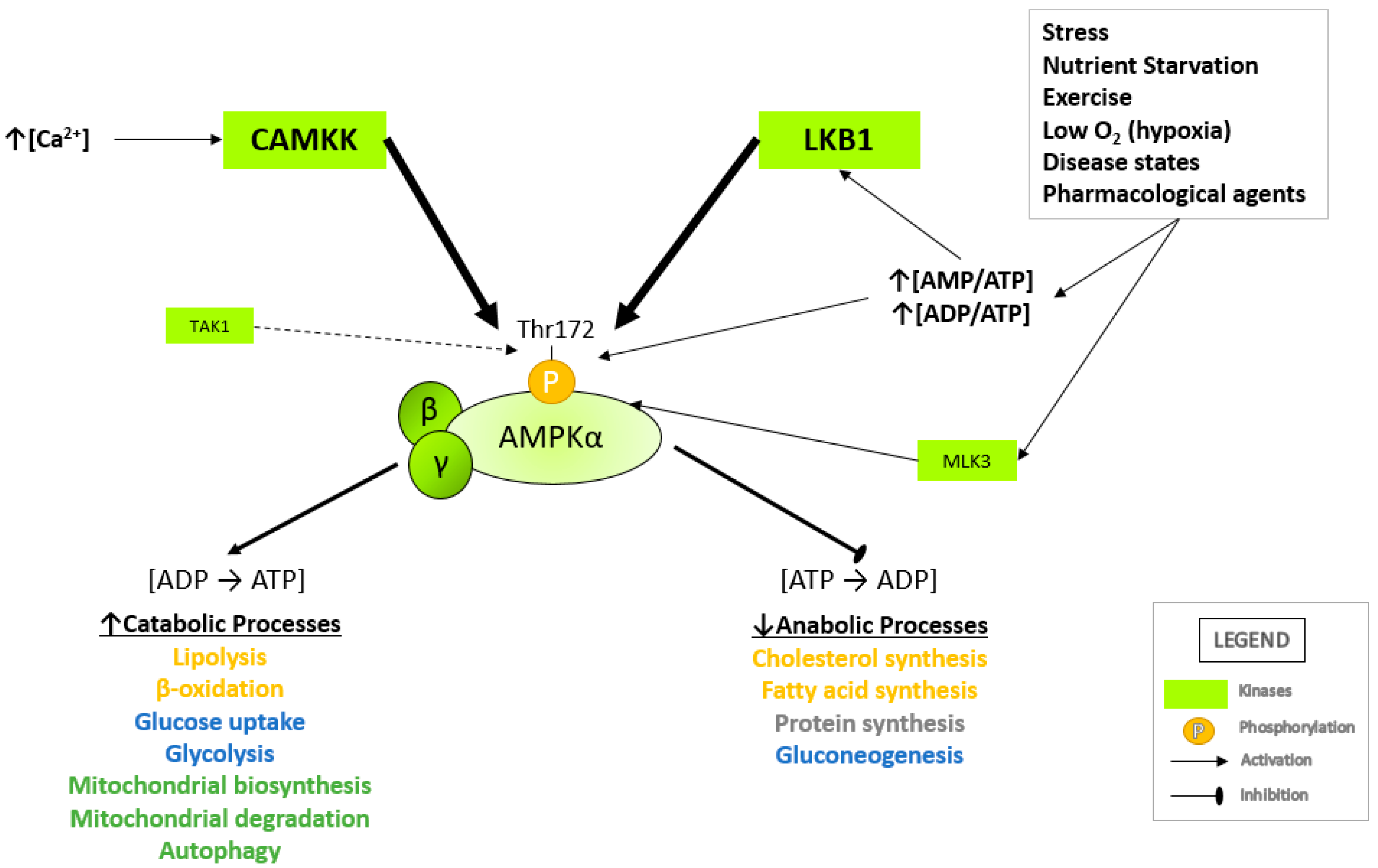 Cells 10 01118 g002 Cells 10 01118 g002