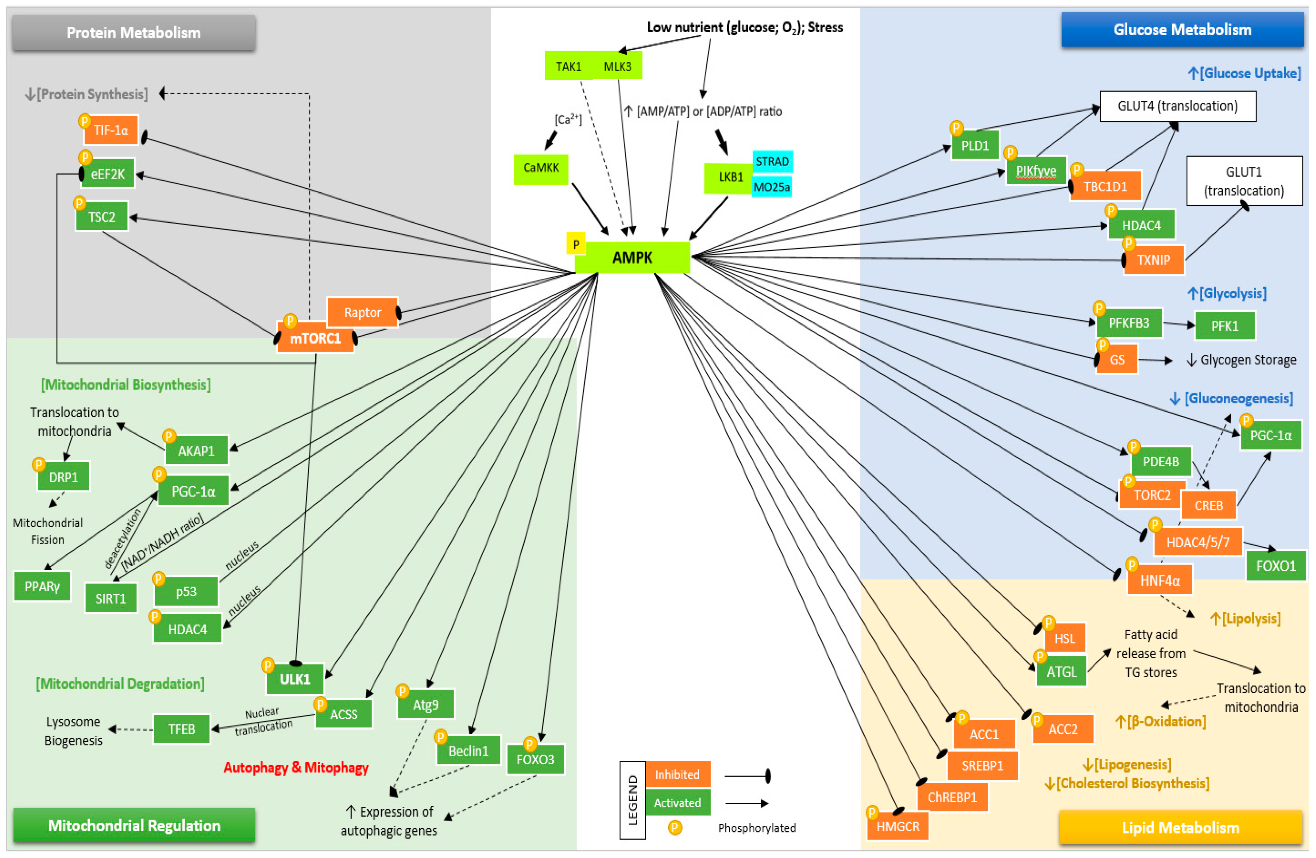 Cells 10 01118 g003 Cells 10 01118 g003