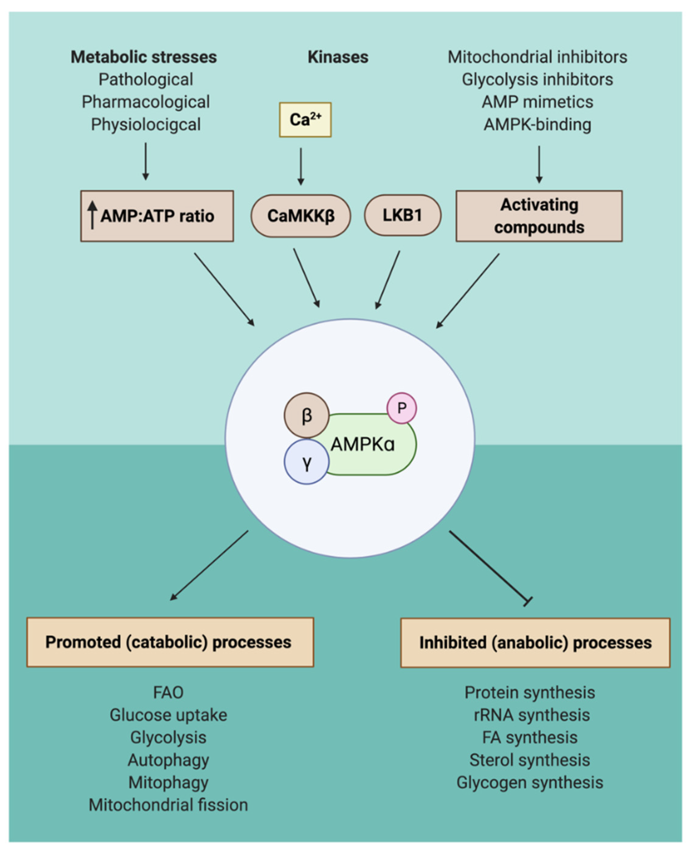 Brown Adipose Tissue Activation