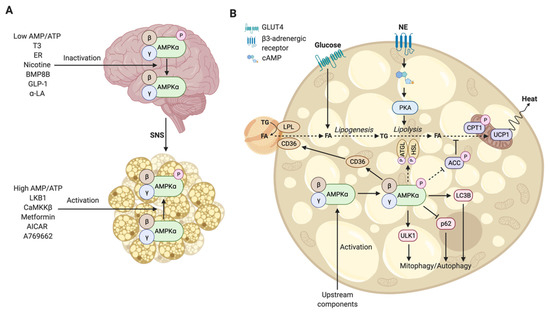 The Role of AMPK Signaling in Brown Adipose Tissue Activation