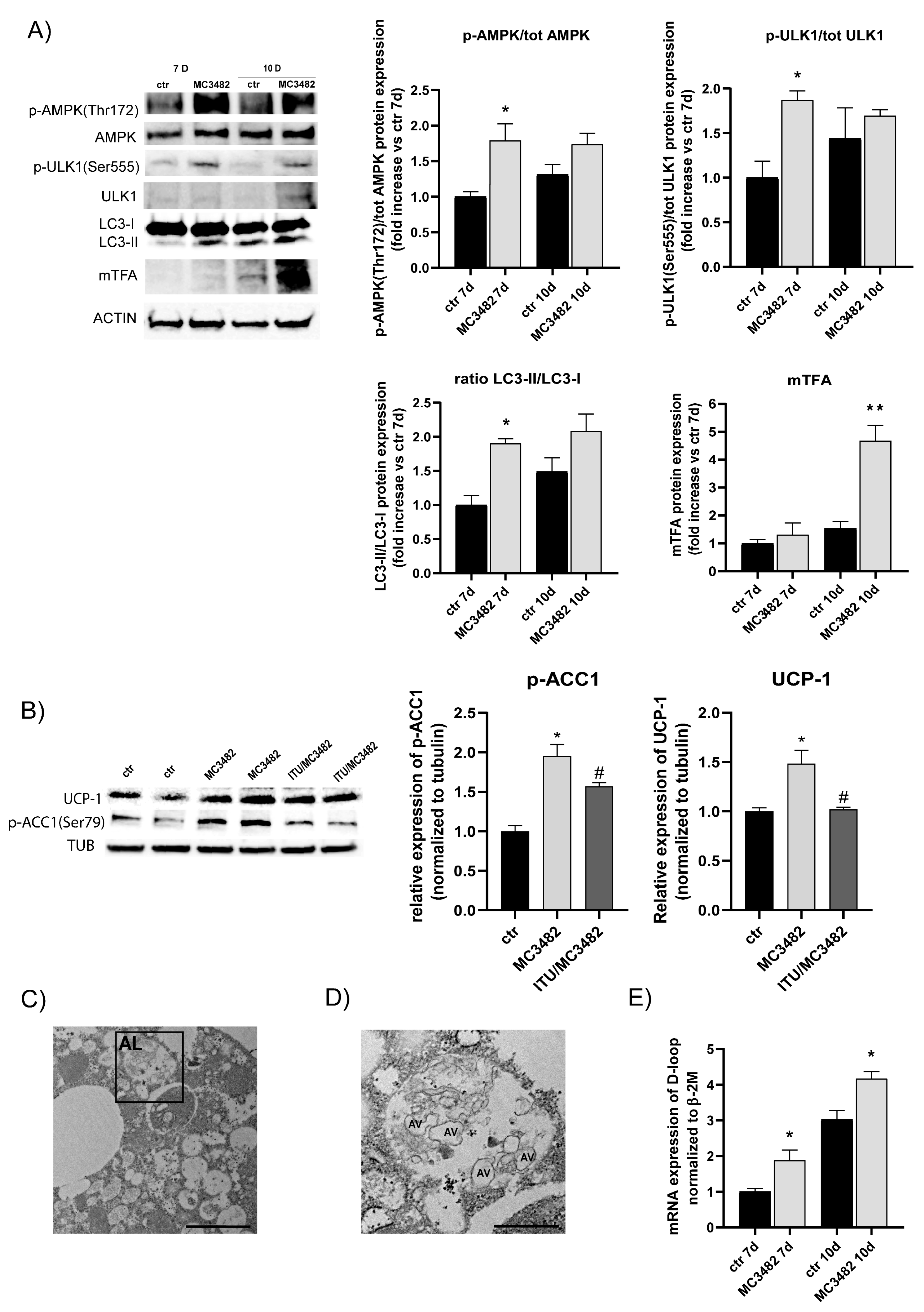 Cells 10 01126 g004 Cells 10 01126 g004