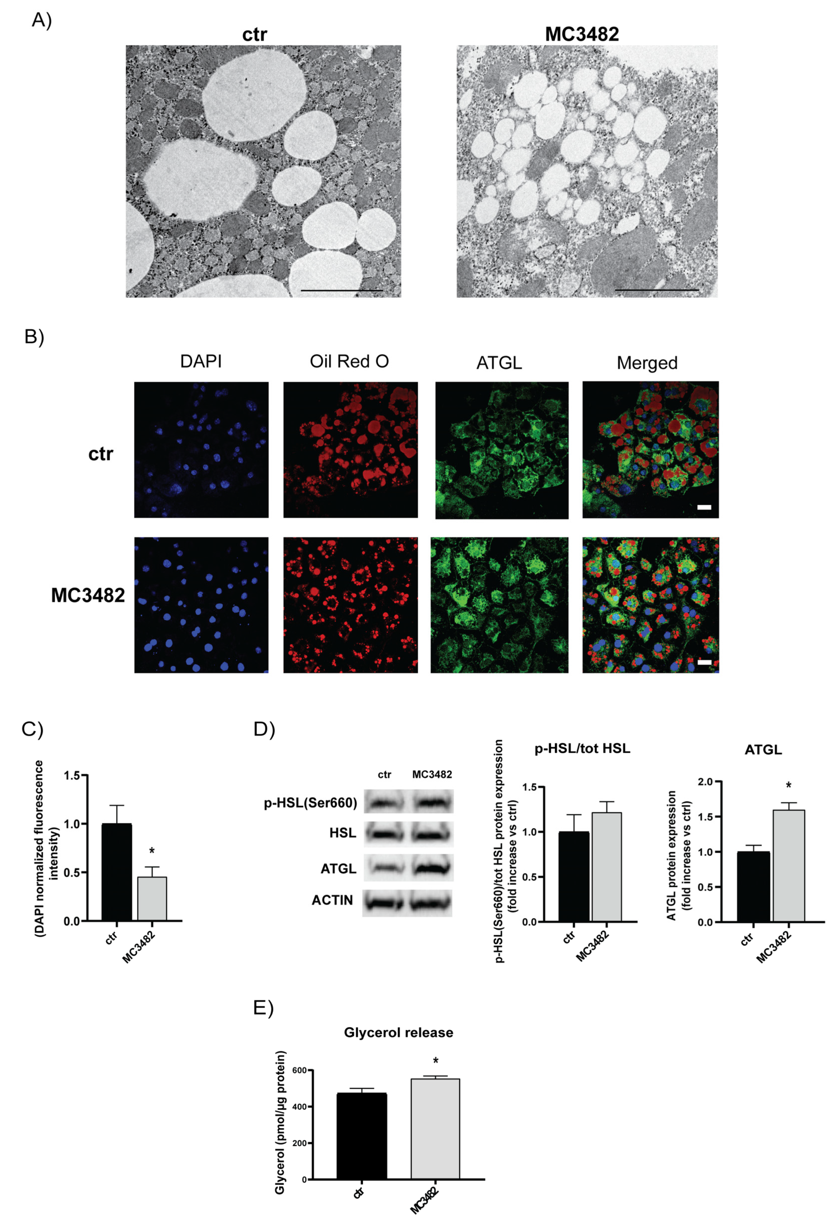 Cells 10 01126 g005 Cells 10 01126 g005