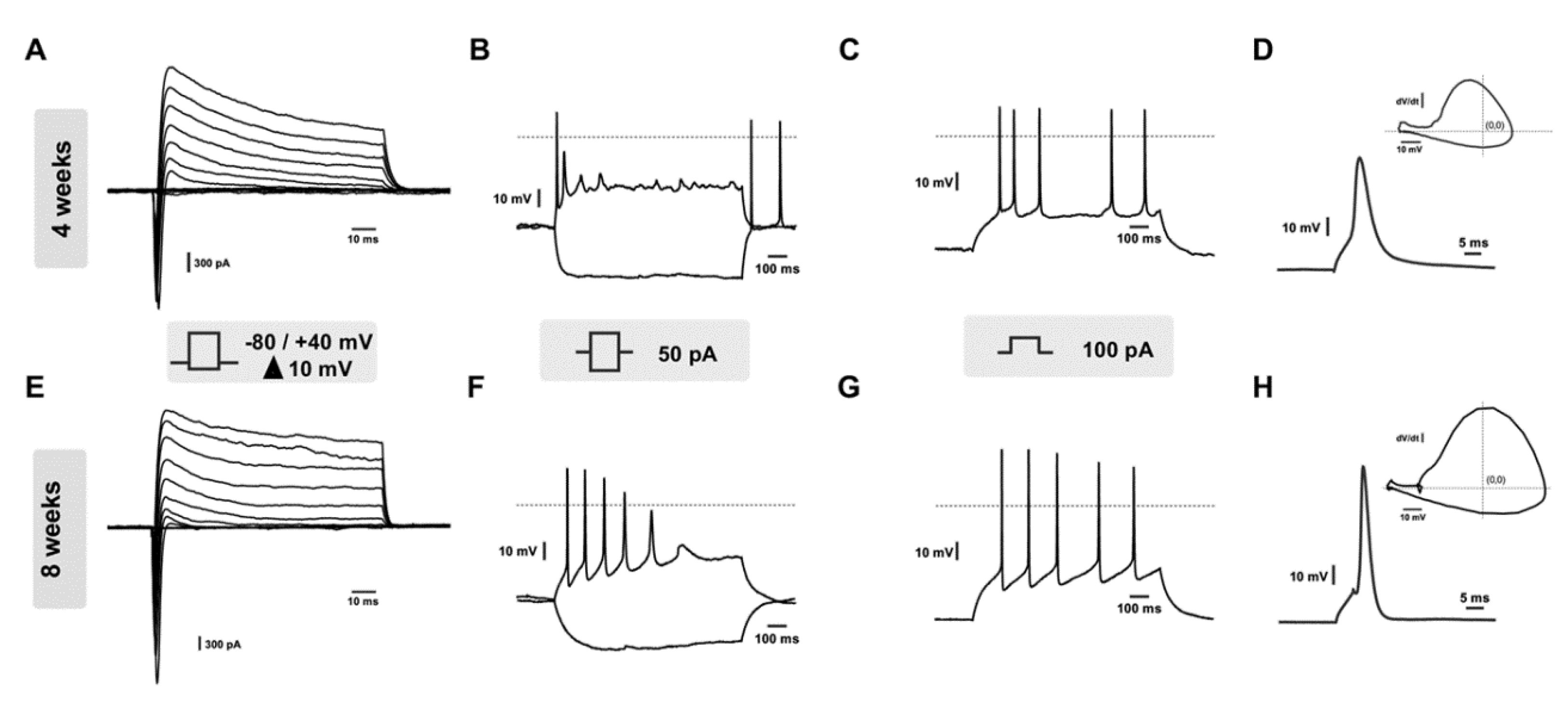 Cells 10 01127 g005 Cells 10 01127 g005