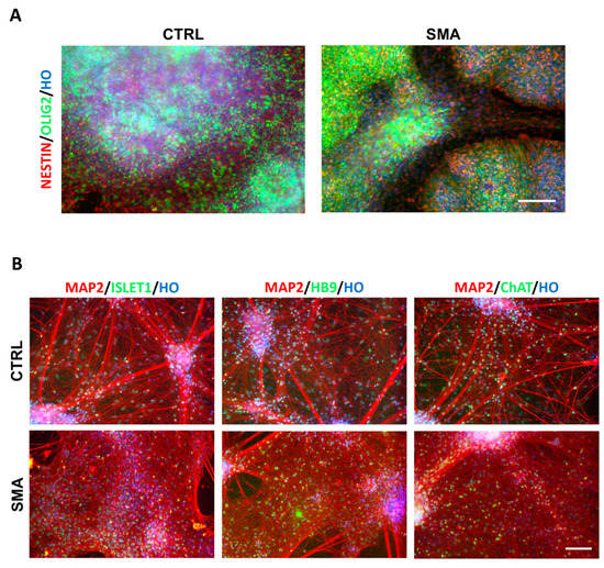 A Monolayer System for the Efficient Generation of Motor Neuron ...