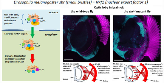 Cells Free Full Text The Rna Binding Protein Sbr Dm Nxf1 Is Required For The Constitution Of Medulla Boundaries In Drosophila Melanogaster Optic Lobes