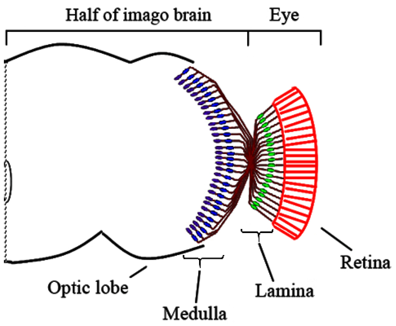 Cells 10 01144 g001