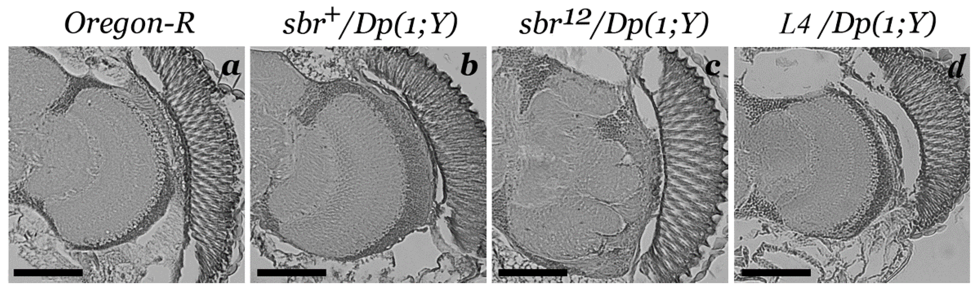 Cells 10 01144 g002