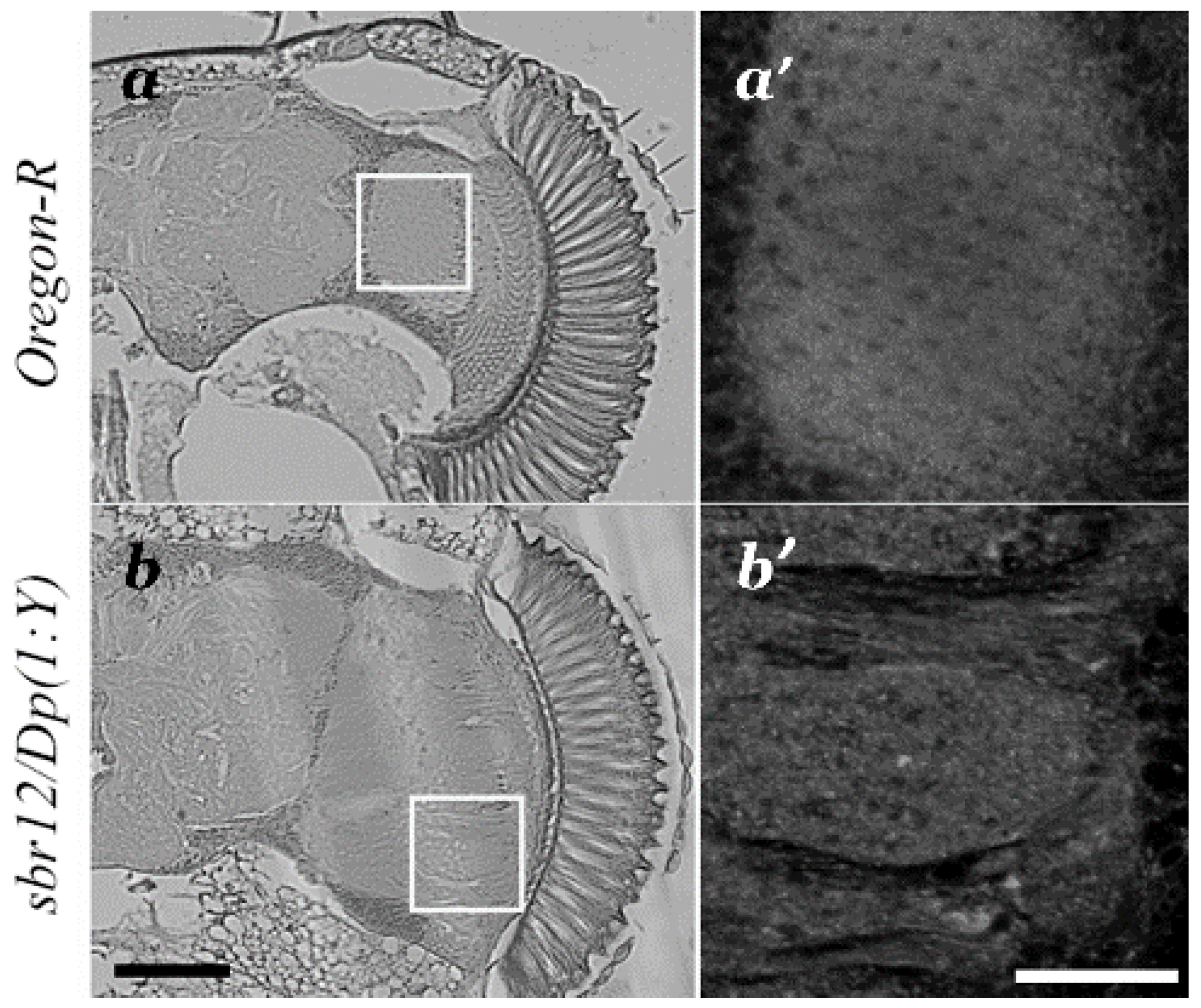 Cells 10 01144 g003