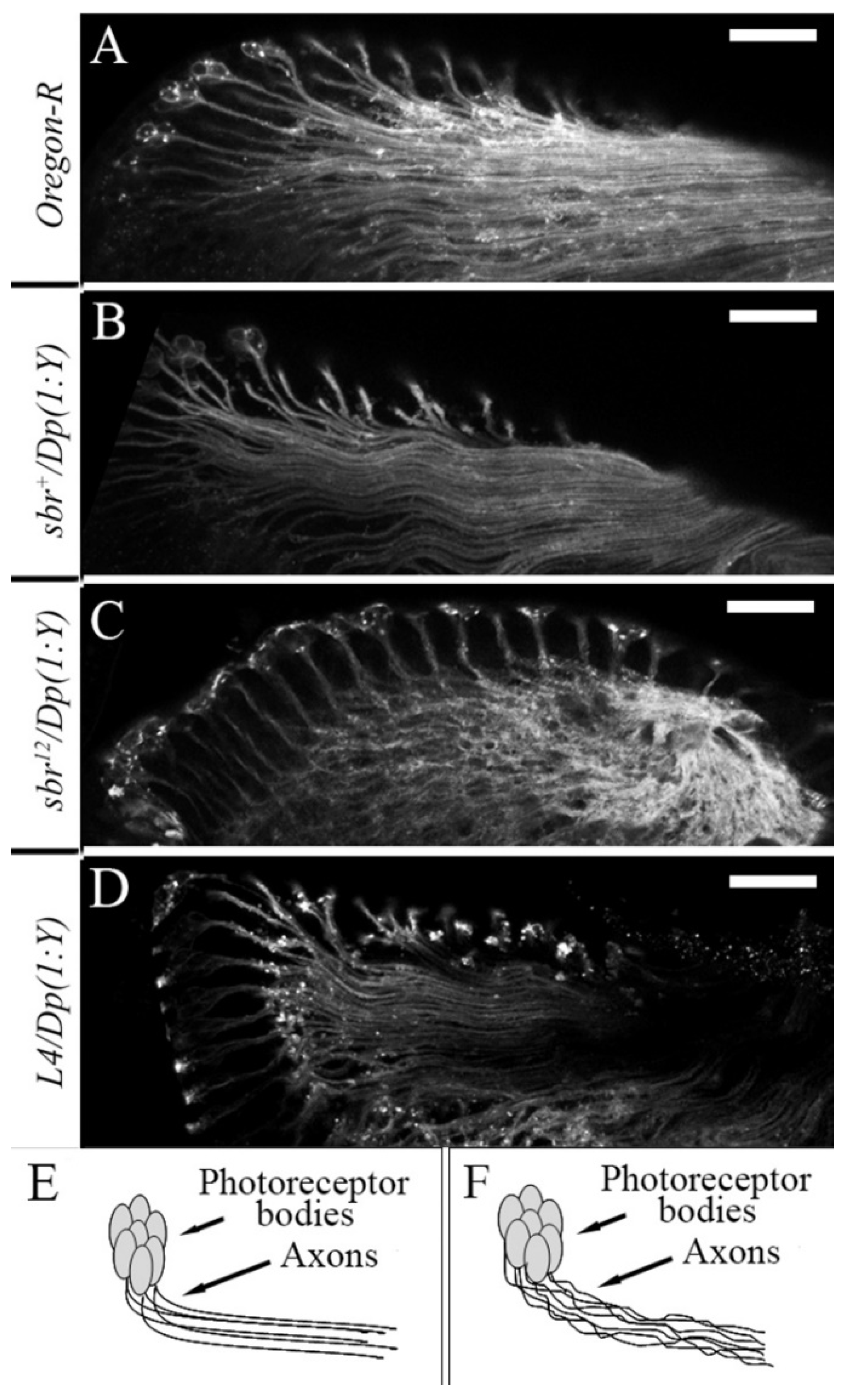 Cells 10 01144 g005