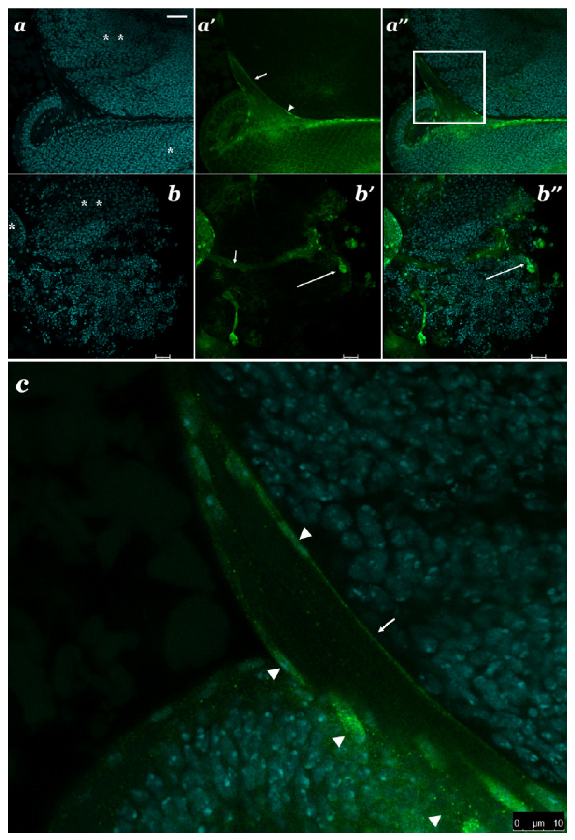Cells 10 01144 g007