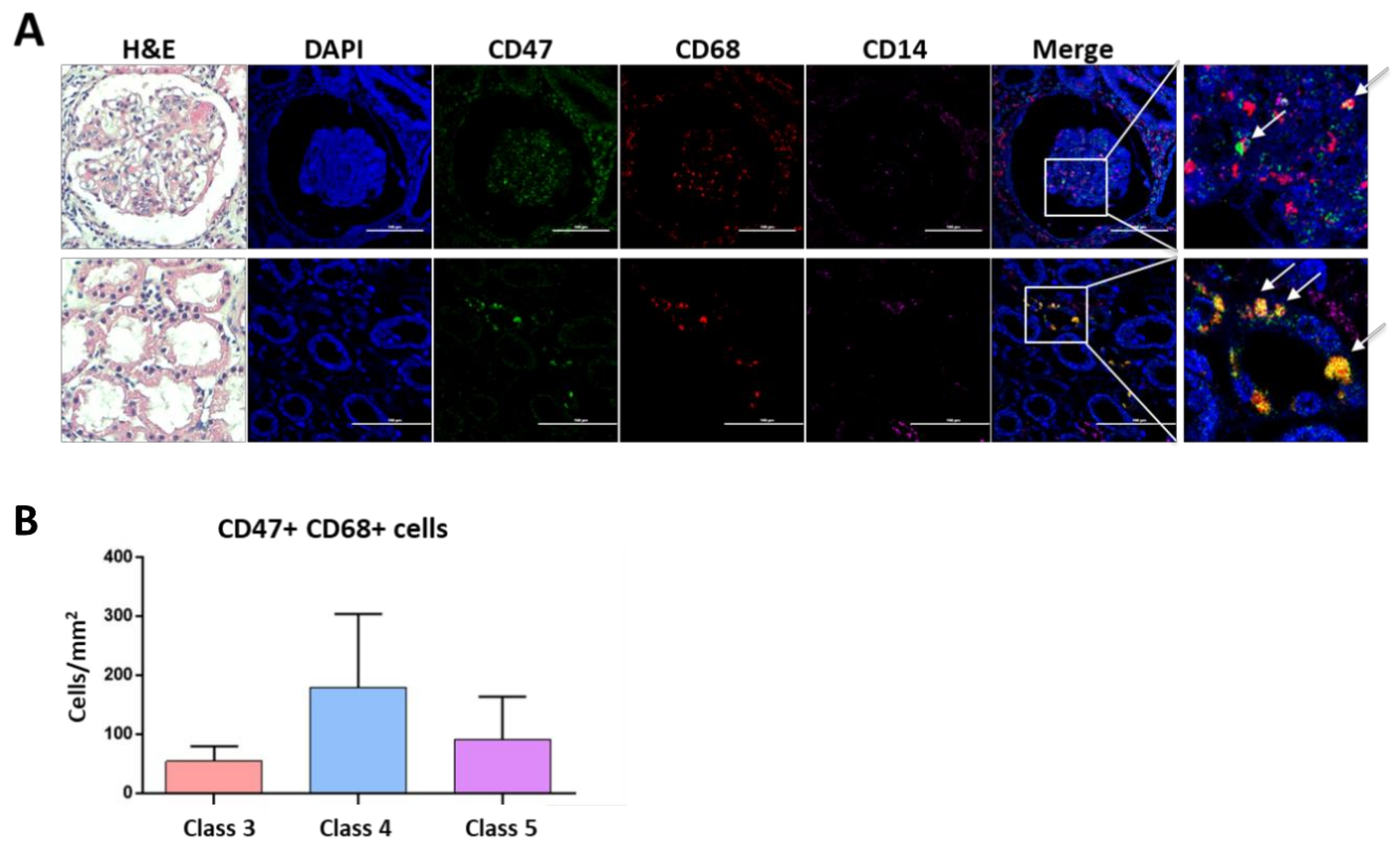 Cells 10 01151 g004 Cells 10 01151 g004
