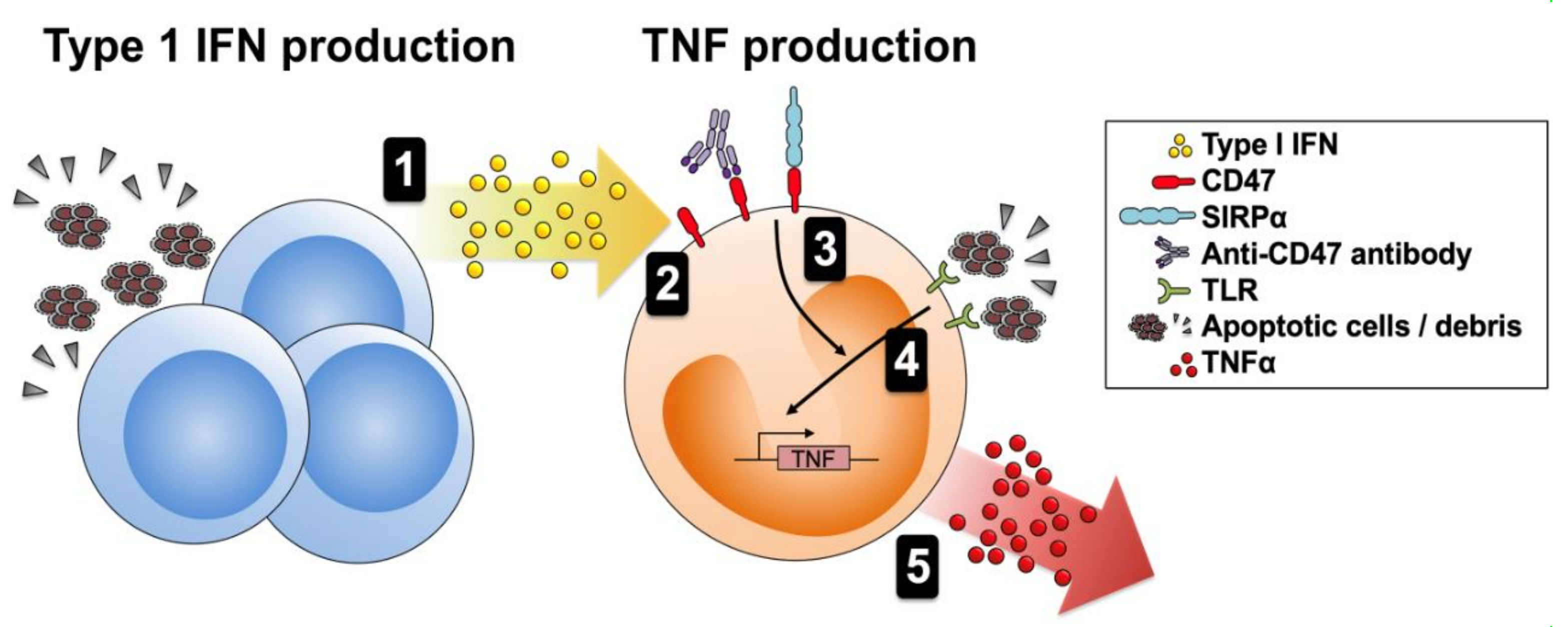 Cells 10 01151 g005 Cells 10 01151 g005