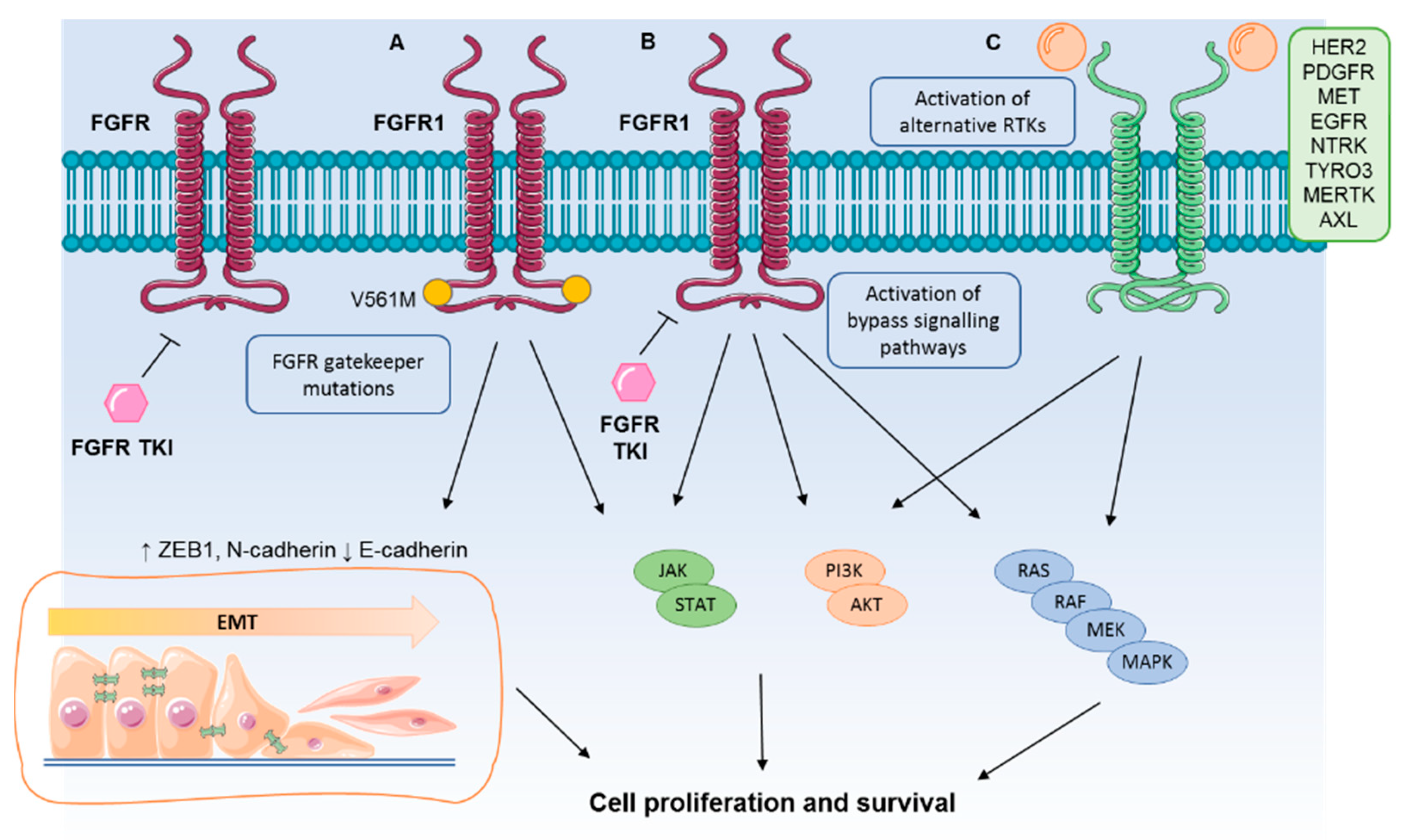 Cells 10 01154 g002 Cells 10 01154 g002